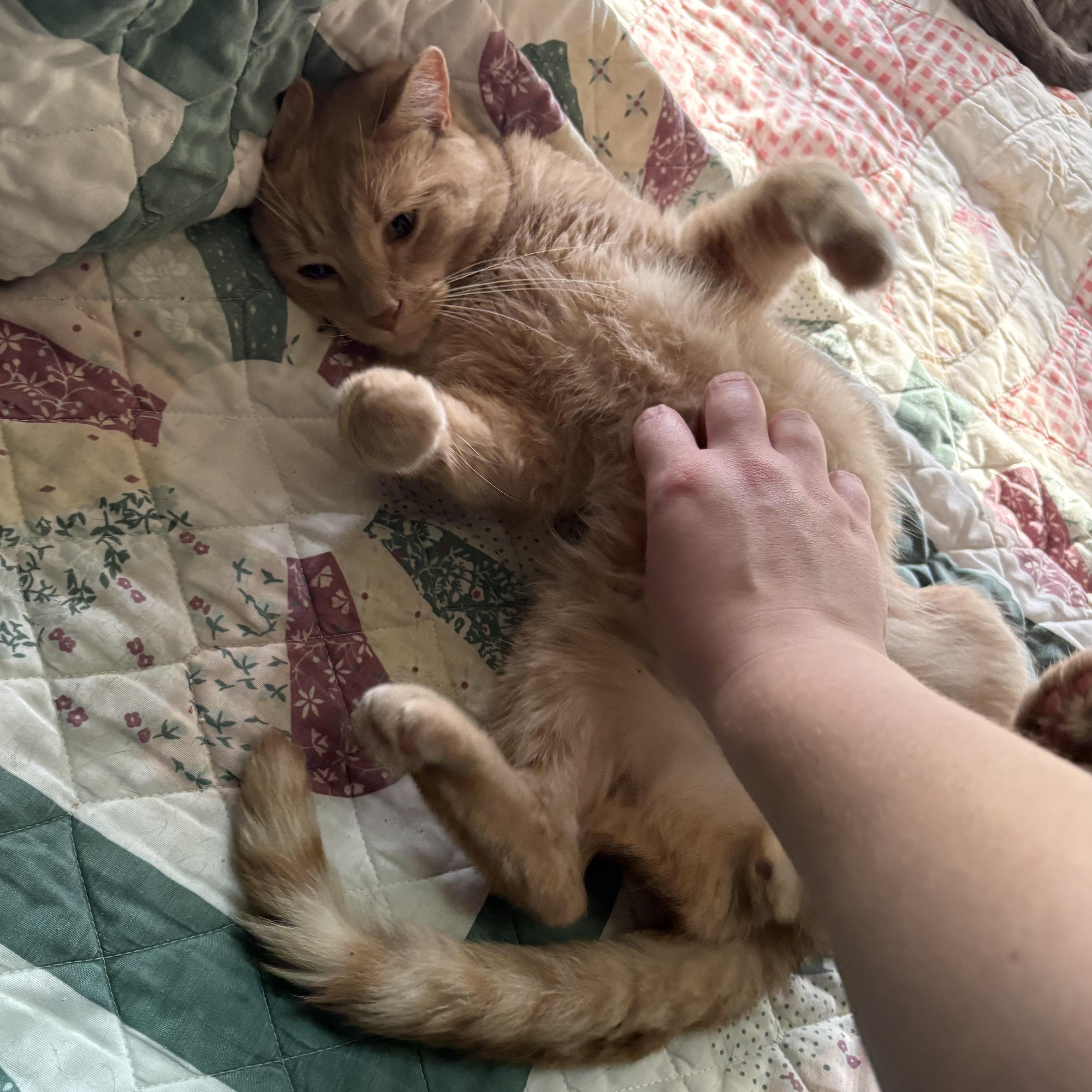 Enlarge Finn, a ADOPTABLE Domestic Short Hair in Huntington, MA image 2/5