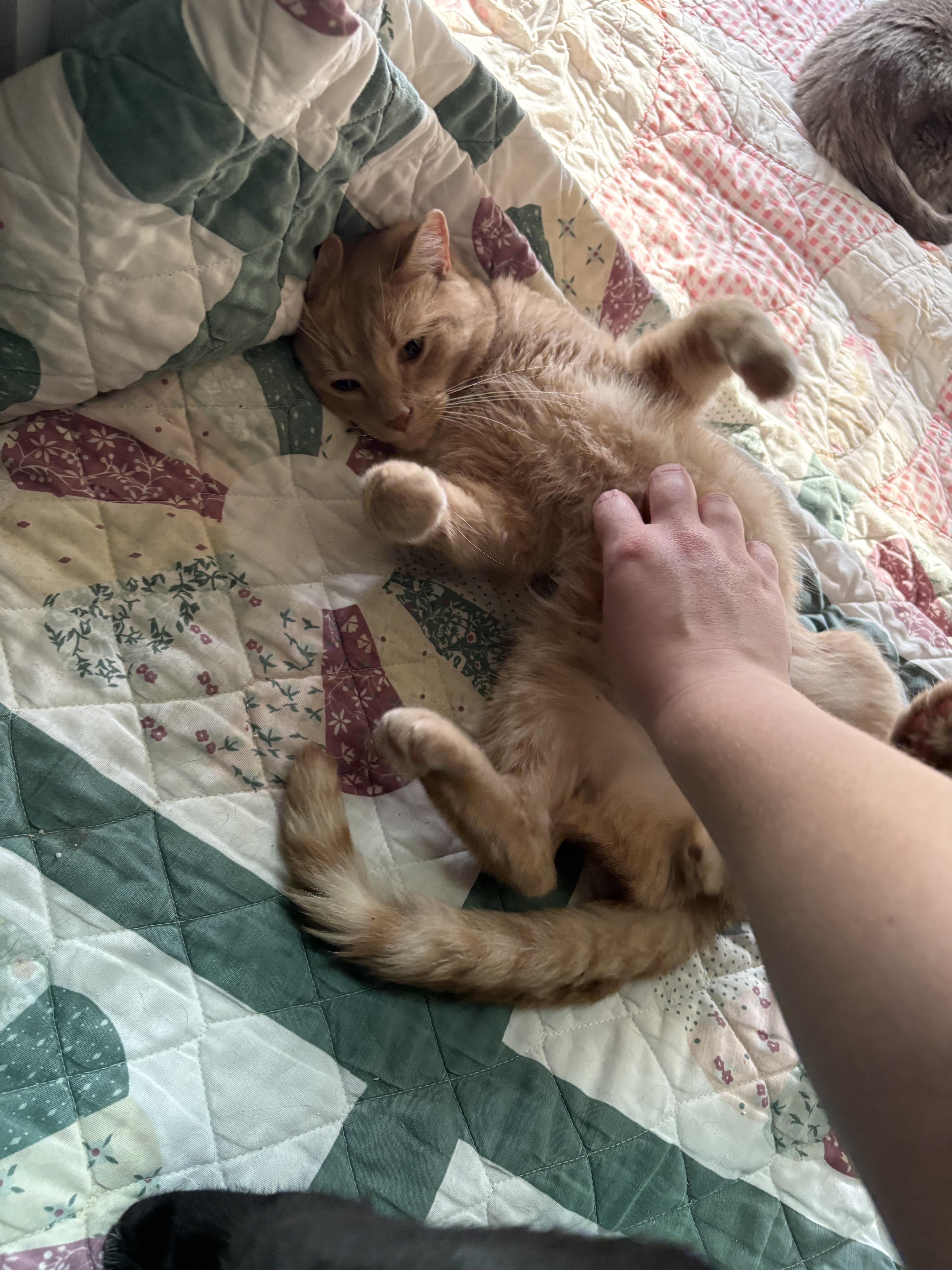 Finn, a ADOPTABLE Domestic Short Hair in Huntington, MA image 4/6