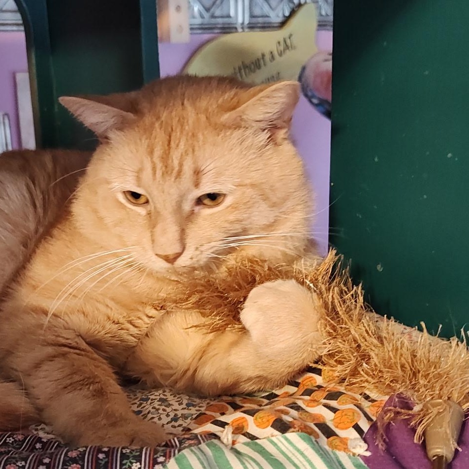 Finn, ADOPTABLE, Adult Male Domestic Short Hair.