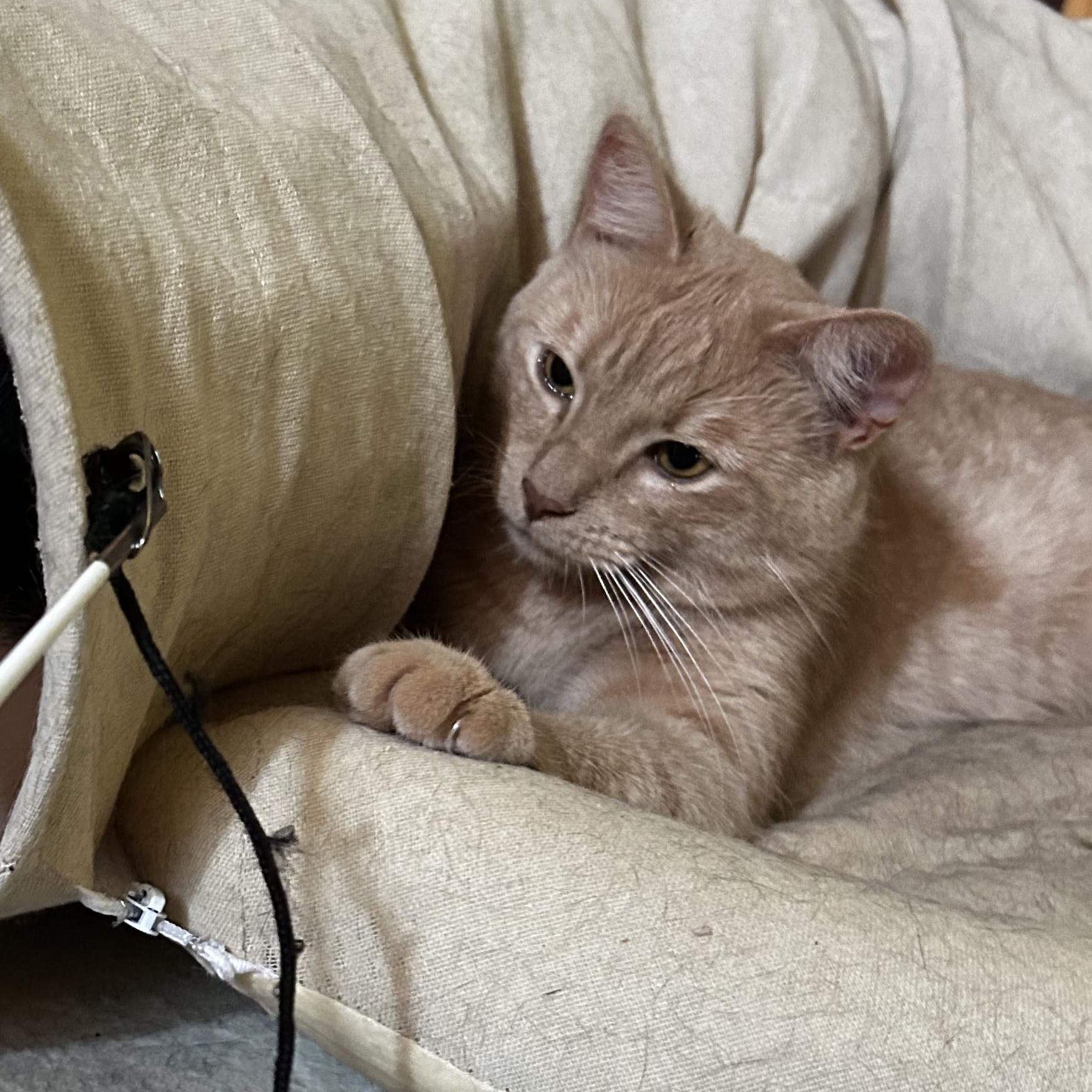 Finn, a ADOPTABLE Domestic Short Hair in Huntington, MA image 6/6