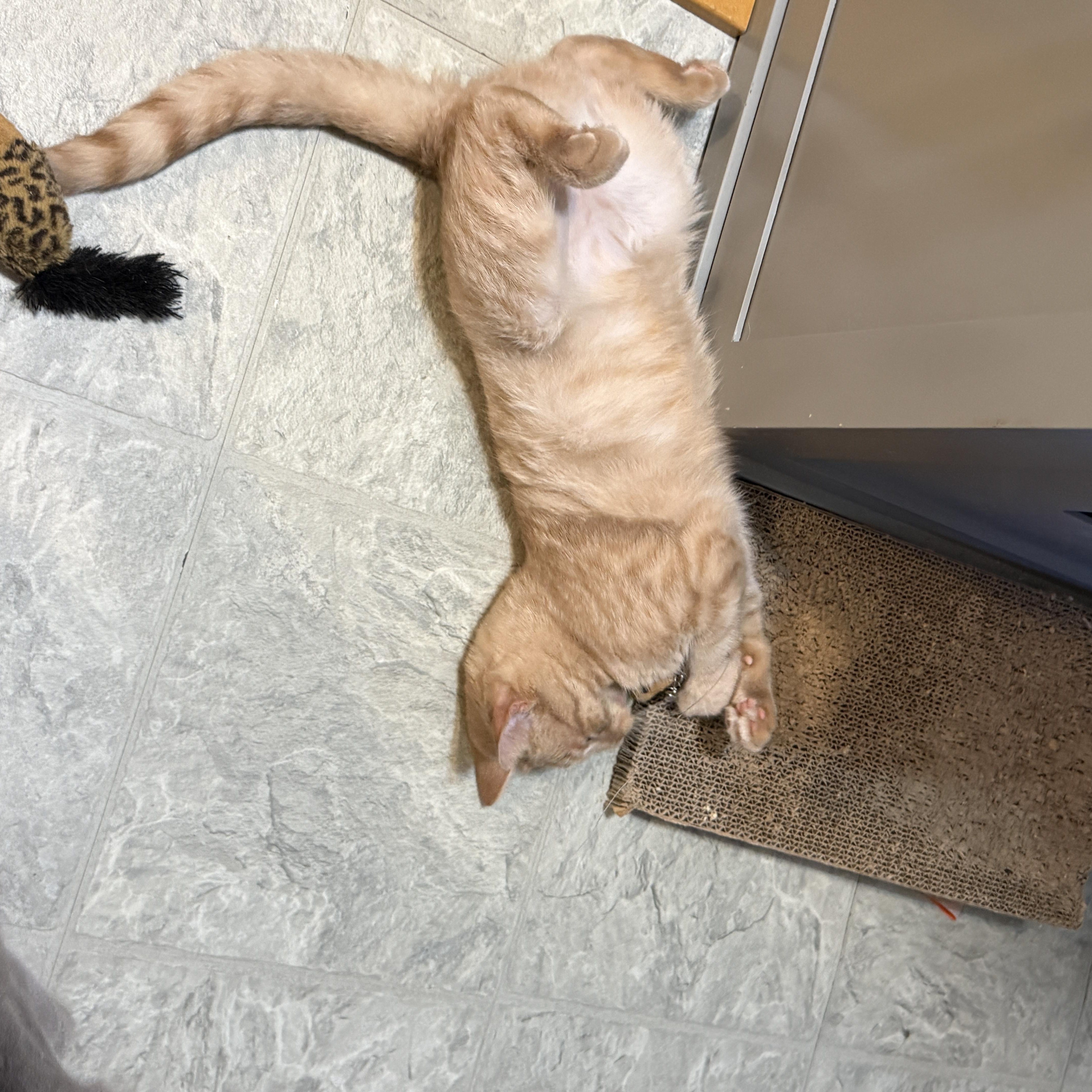 Enlarge Finn, a ADOPTABLE Domestic Short Hair in Huntington, MA image 5/5