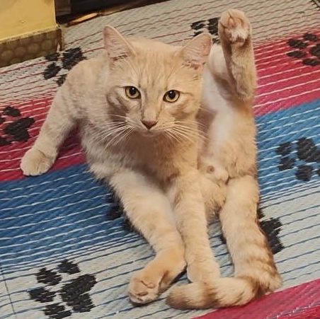 Finn, ADOPTABLE, Young Male Domestic Short Hair.