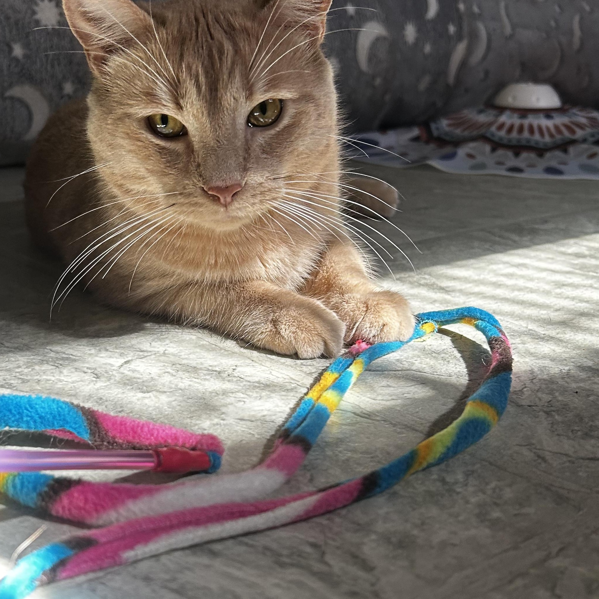 Finn, a ADOPTABLE Domestic Short Hair in Huntington, MA image 5/6