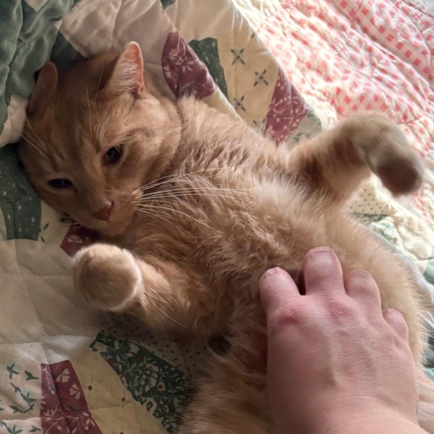 Enlarge Finn, a ADOPTABLE Domestic Short Hair in Huntington, MA image 3/6