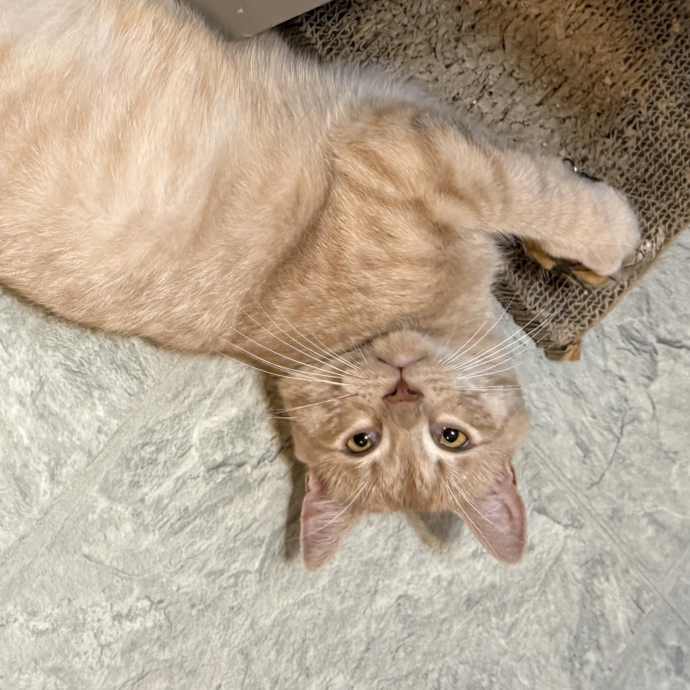 Enlarge Finn, a ADOPTABLE Domestic Short Hair in Huntington, MA image 4/5