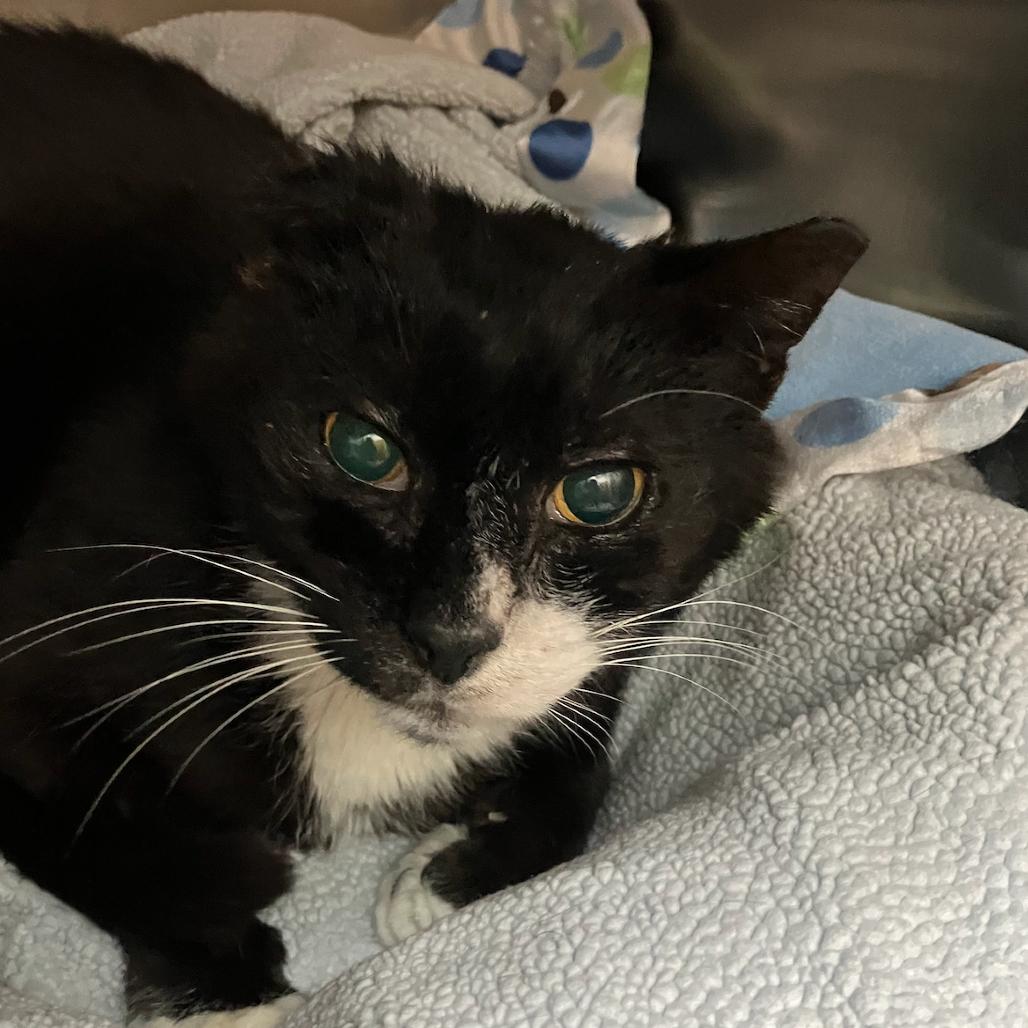 Enlarge Reginald Ramishvili, a Adoptable Domestic Short Hair in Merrifield, VA image 1/3