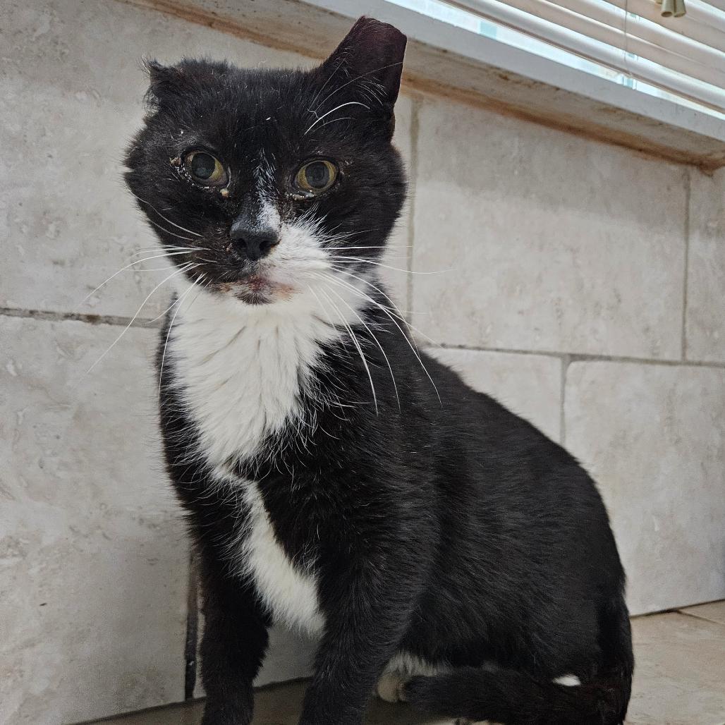 Enlarge Reginald Ramishvili, a Adoptable Domestic Short Hair in Merrifield, VA image 2/3