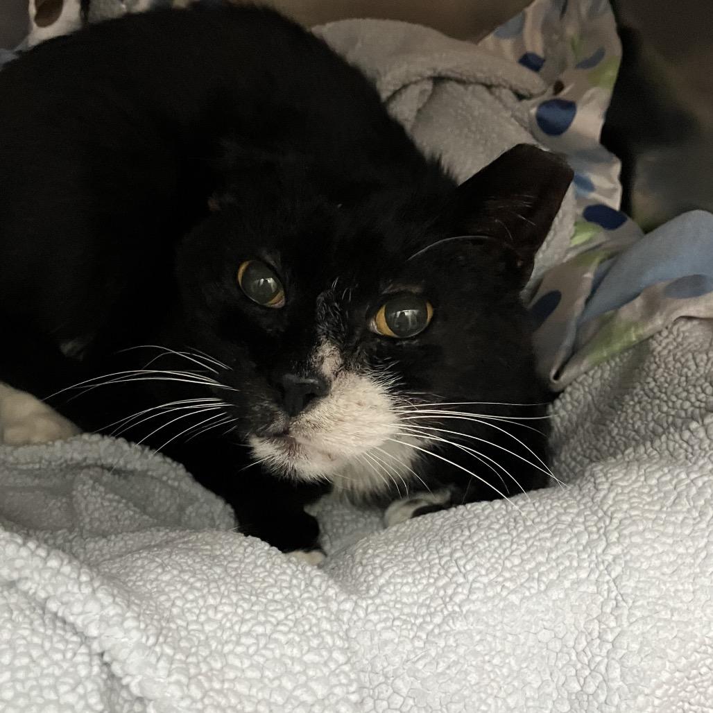 Enlarge Reginald Ramishvili, a Adoptable Domestic Short Hair in Merrifield, VA image 3/3