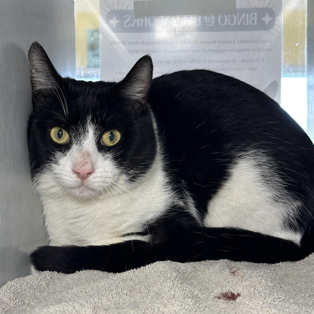 Checkers, Adoptable, Young Male Domestic Short Hair.