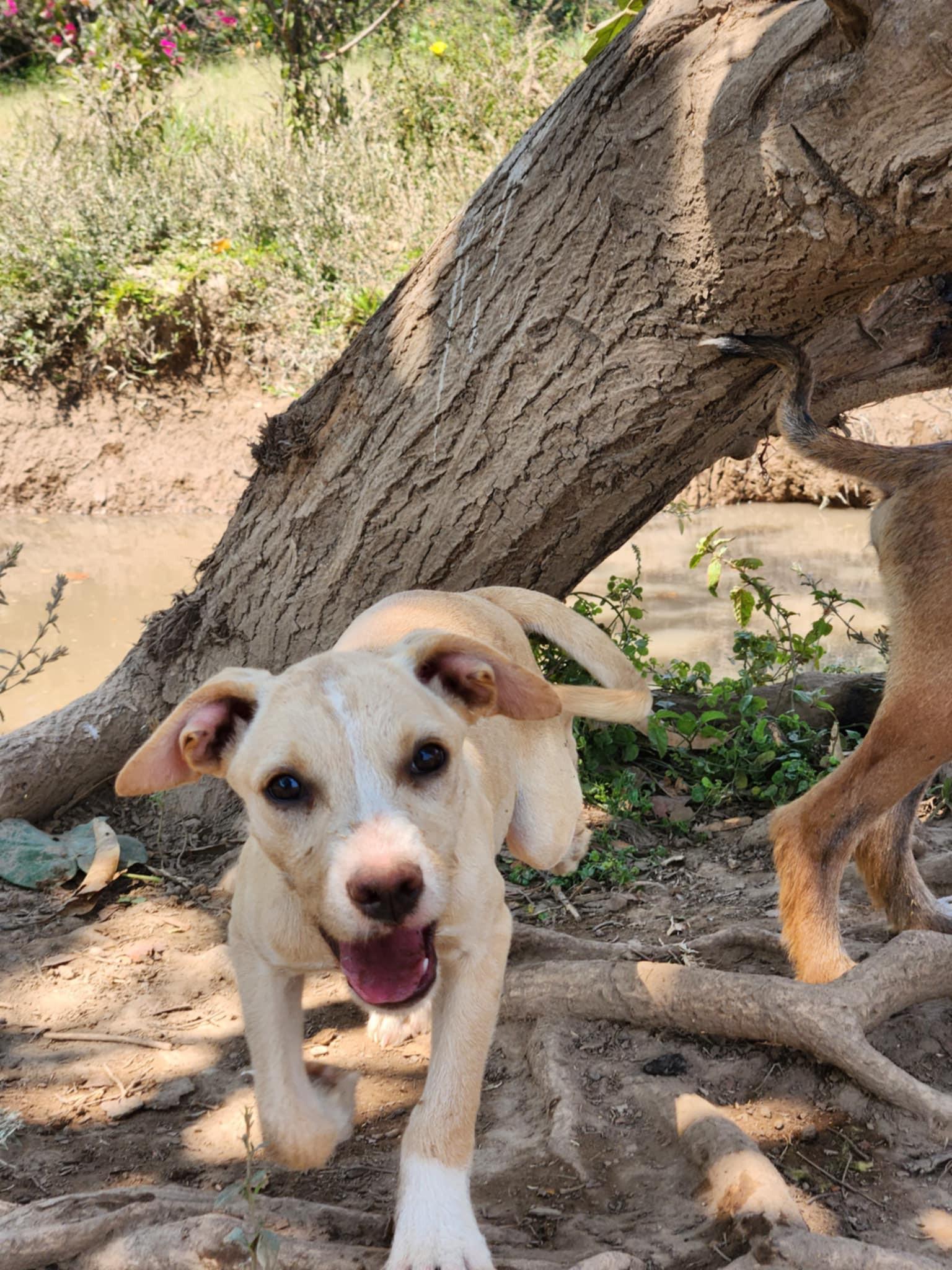 Eliana, Adoptable, Young Female Mixed Breed.