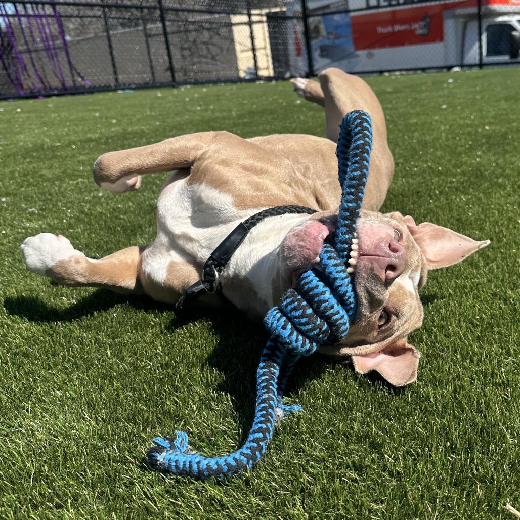 Enlarge Clementine, a Adoptable Mixed Breed in Medford, NJ image 2/6