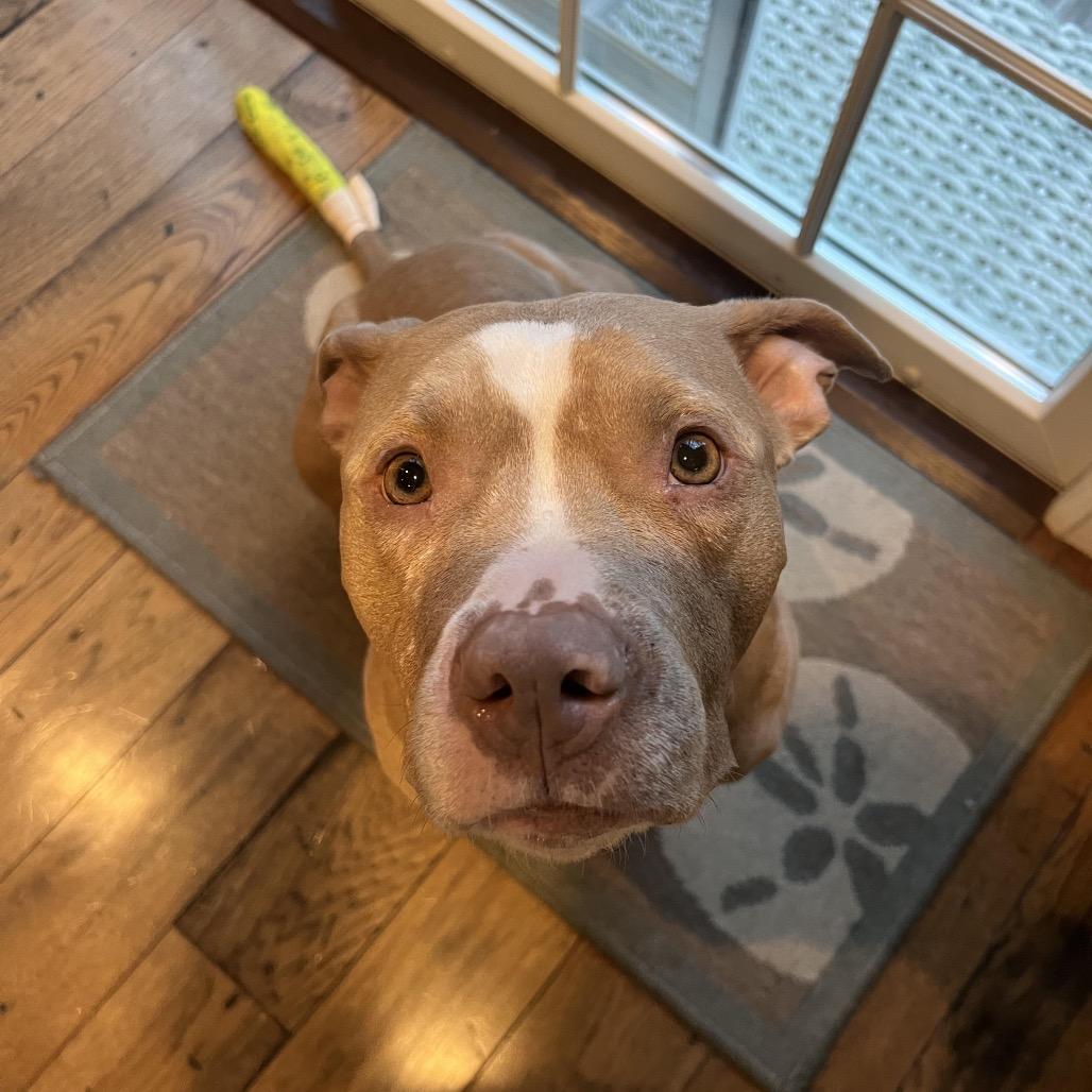 Clementine, Adoptable, Adult Female Mixed Breed.