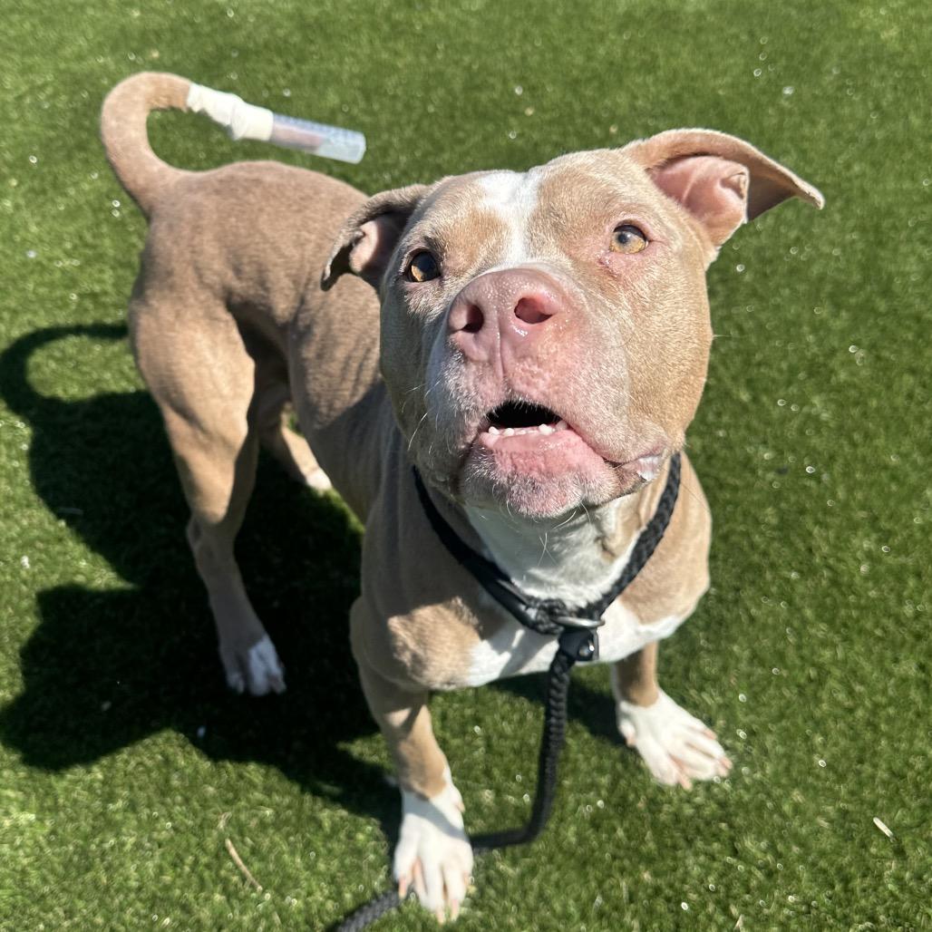 Enlarge Clementine, a Adoptable Mixed Breed in Medford, NJ image 4/6