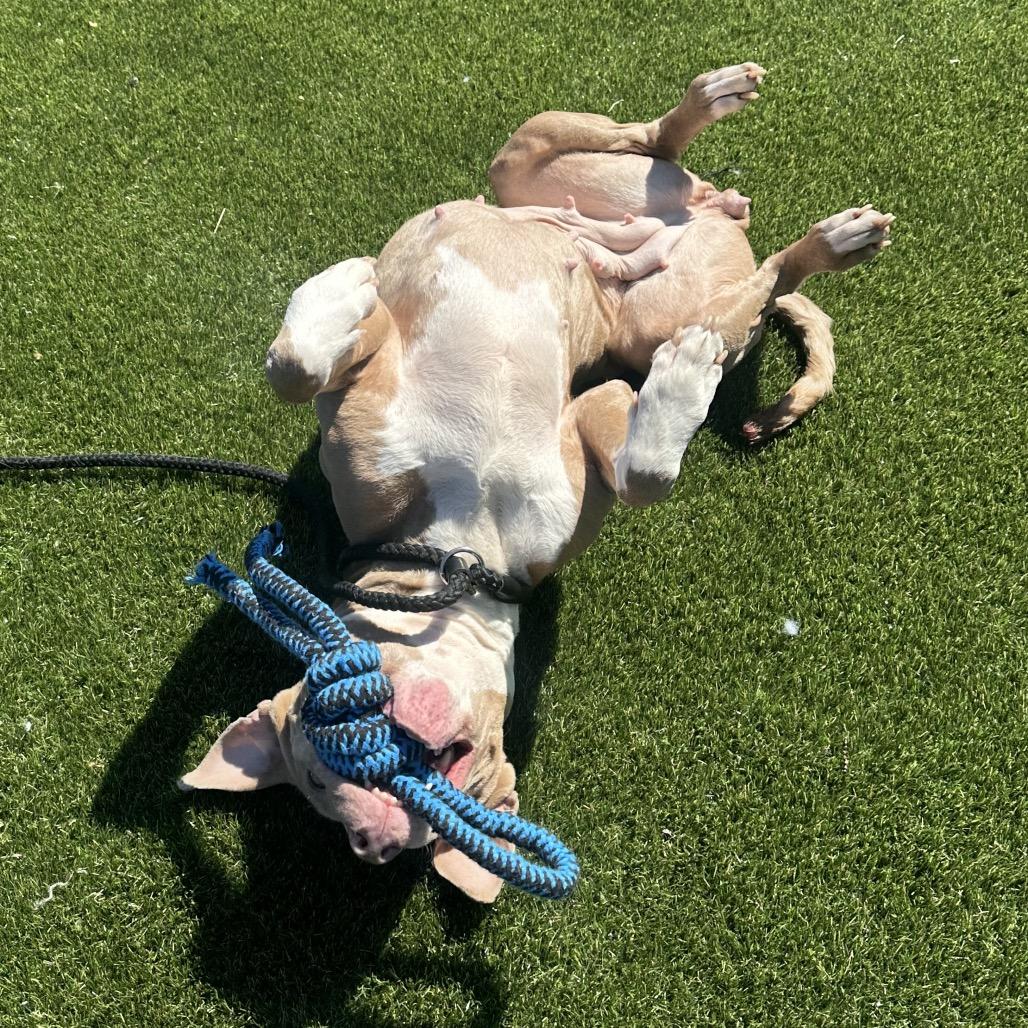 Enlarge Clementine, a Adoptable Mixed Breed in Medford, NJ image 5/6