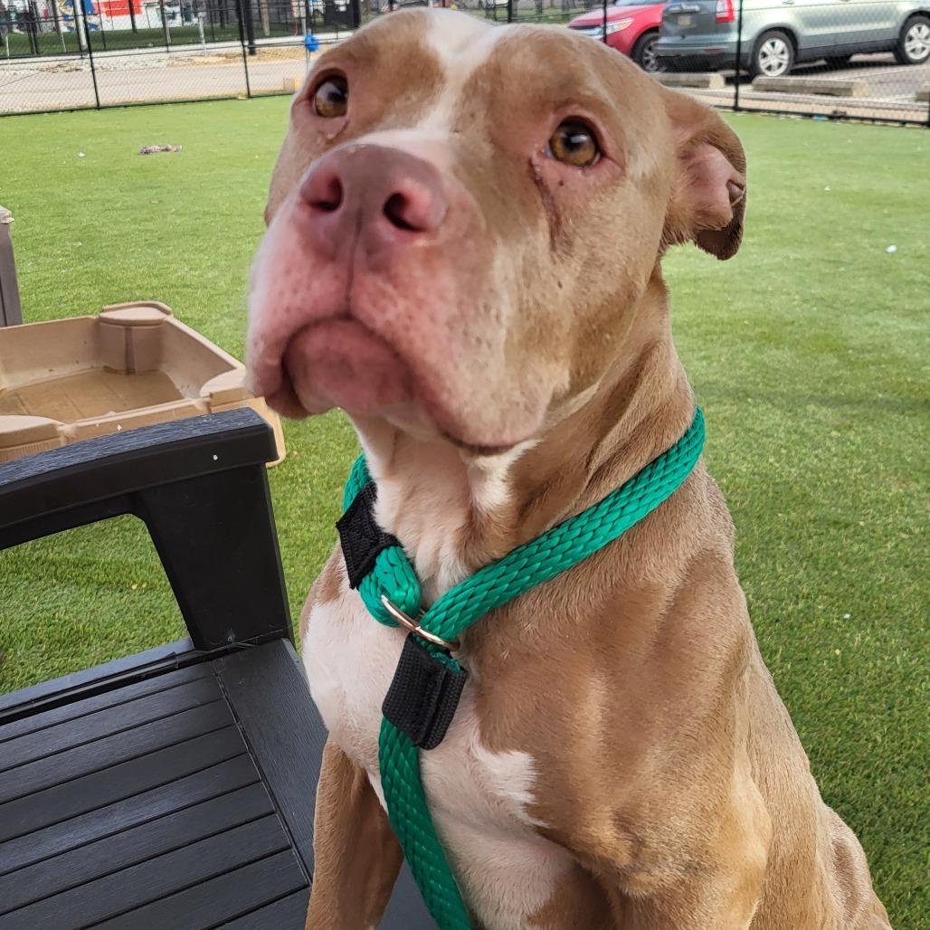 Enlarge Clementine, a Adoptable Mixed Breed in Medford, NJ image 6/6