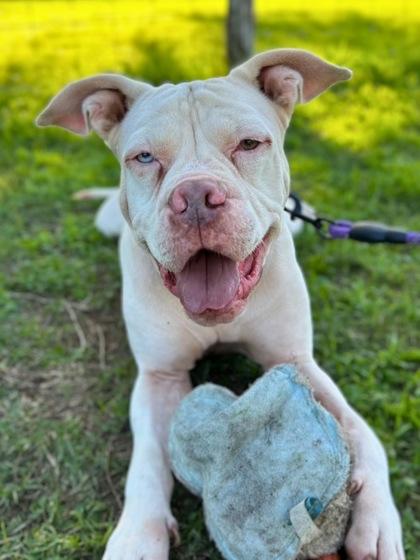 Push Pop — thumbnail 3