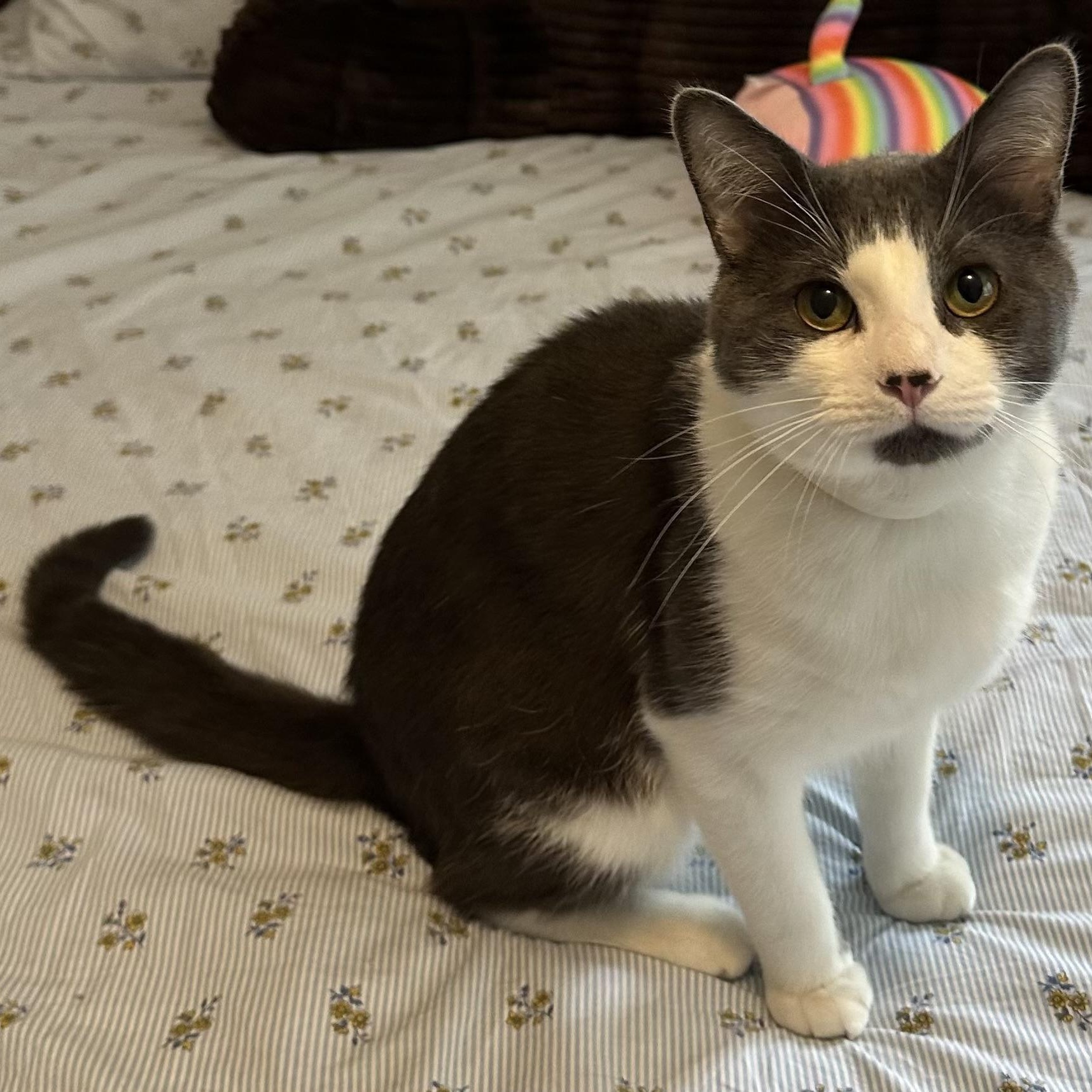 Julius, Adopted, Young Male Domestic Short Hair.