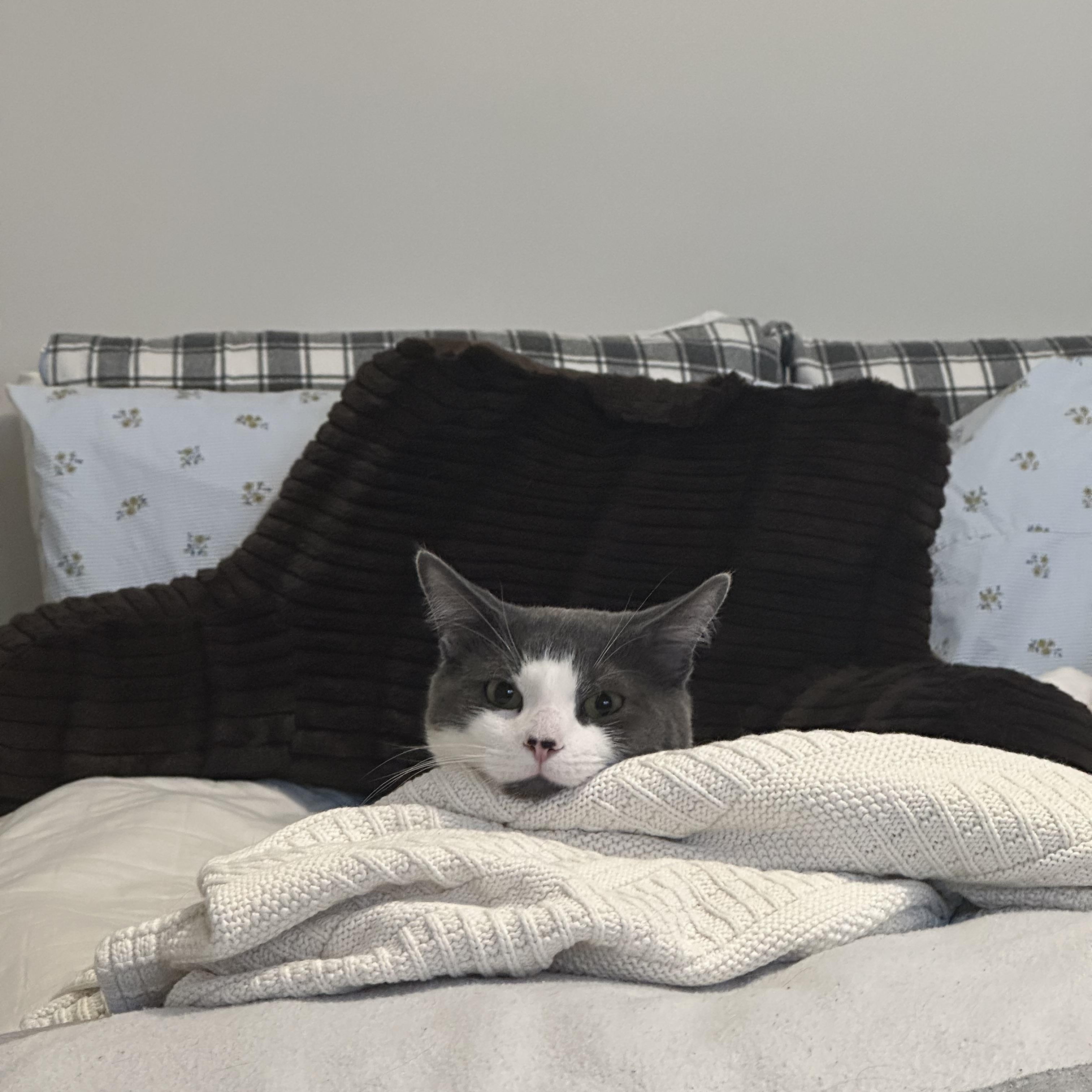 Enlarge Julius, a Adopted Domestic Short Hair in Lynn, MA image 2/5