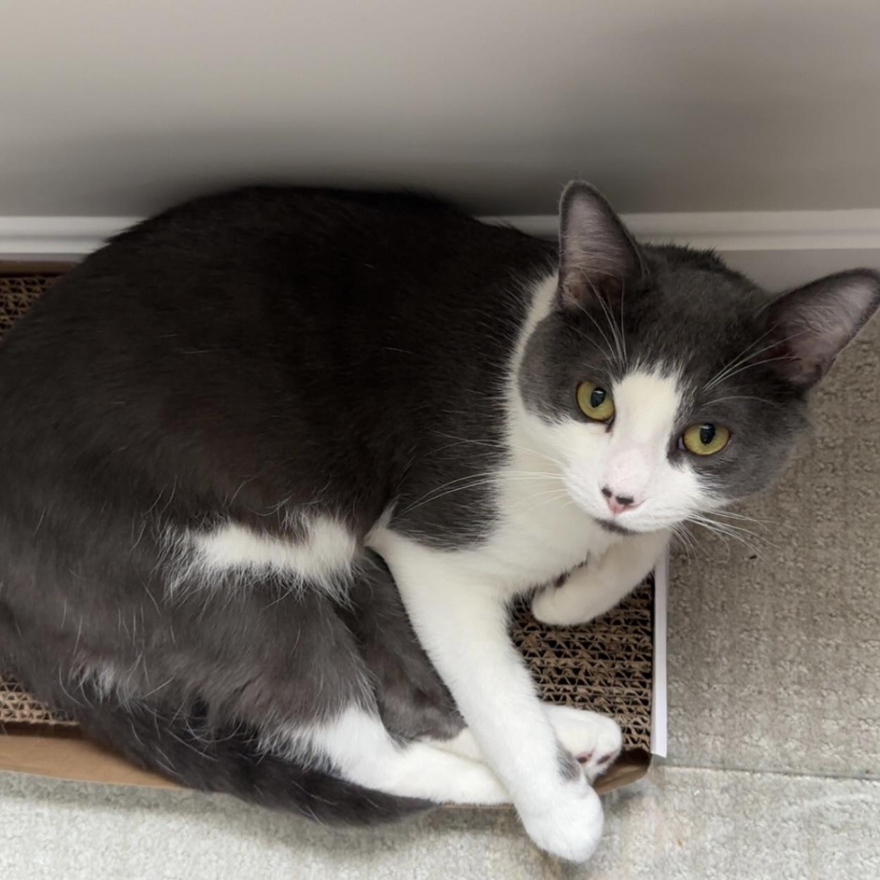 Enlarge Julius, a Adopted Domestic Short Hair in Lynn, MA image 3/5