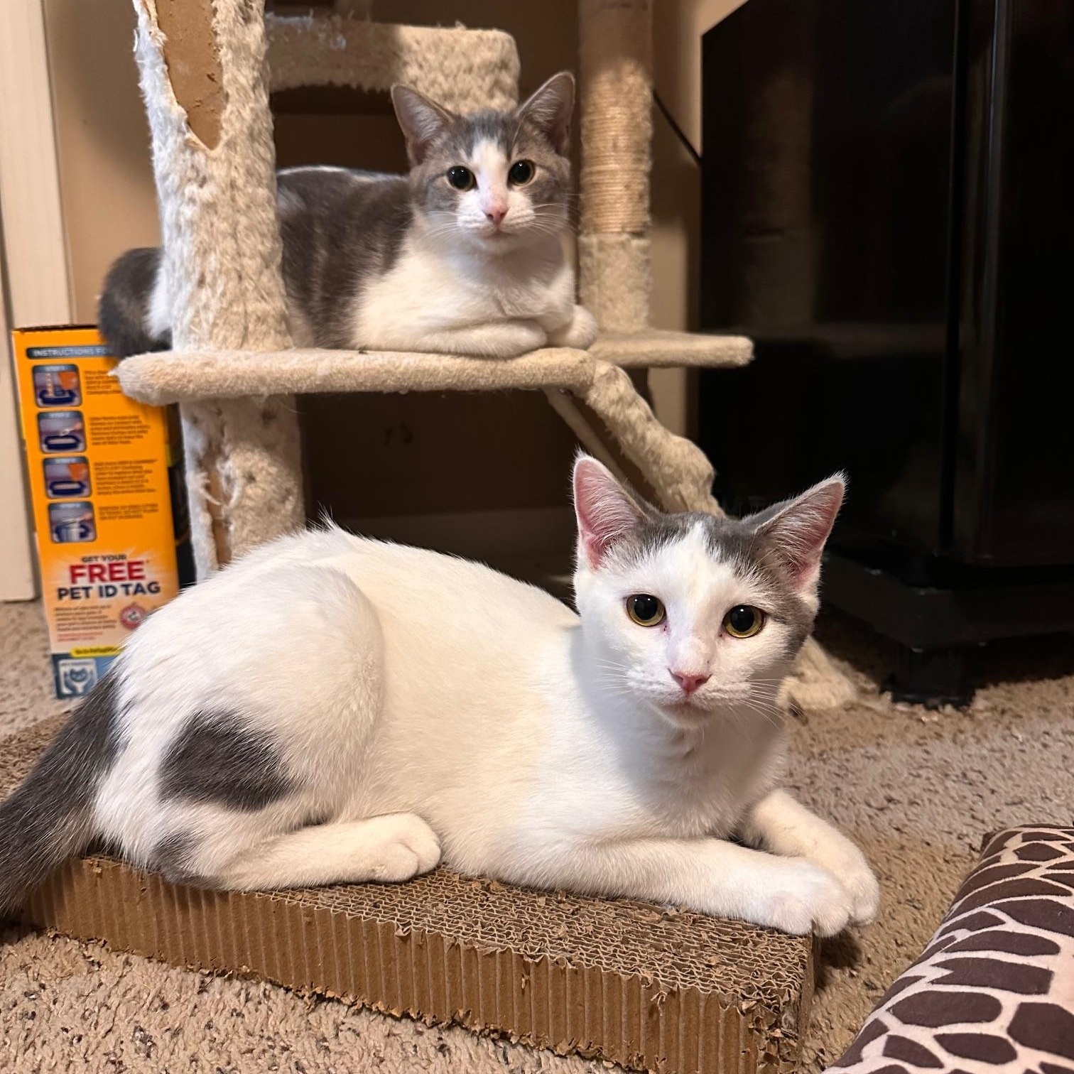 Kitty, a Adoptable Domestic Short Hair in Lexington, KY image 5/5