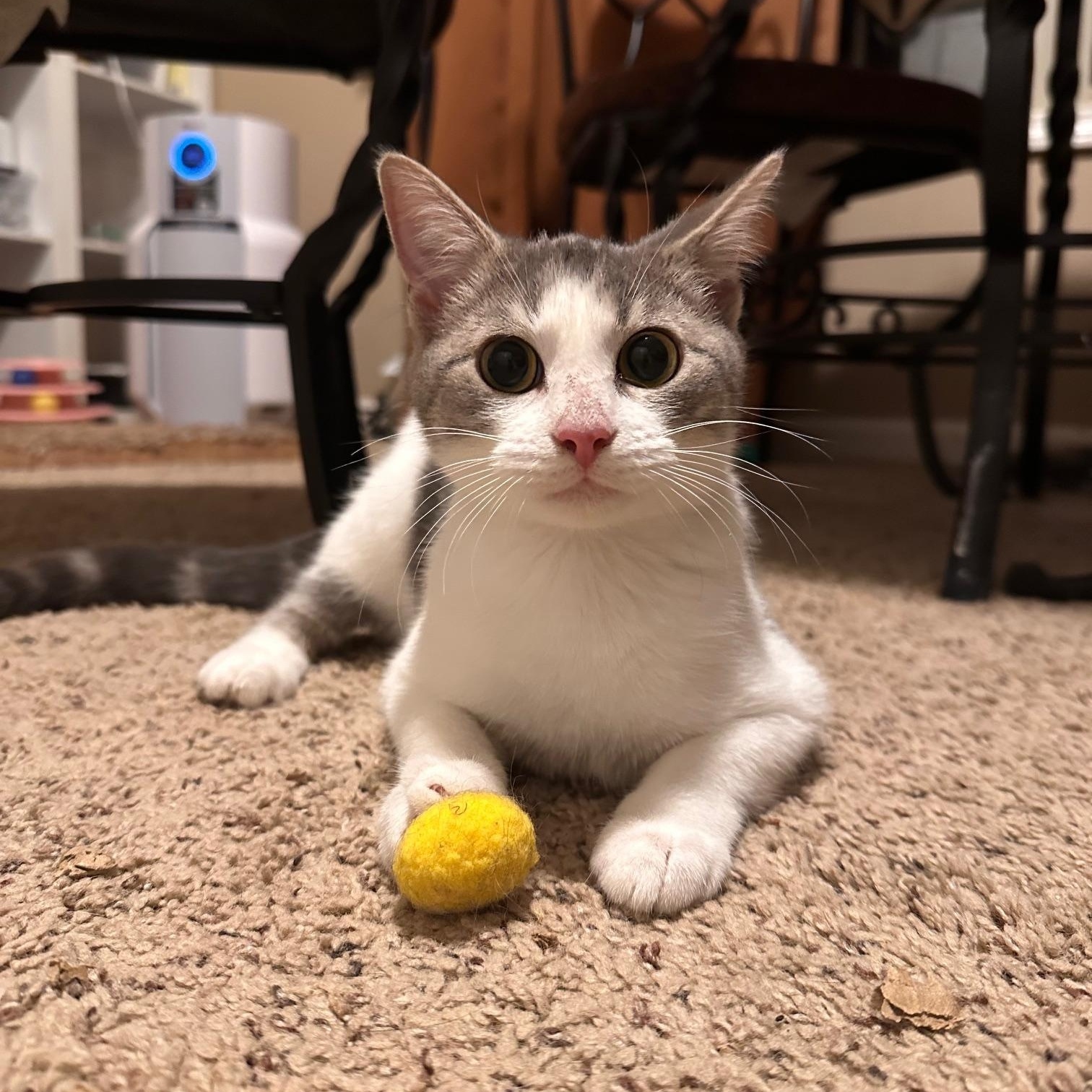 Kitty, a Adoptable Domestic Short Hair in Lexington, KY image 2/5