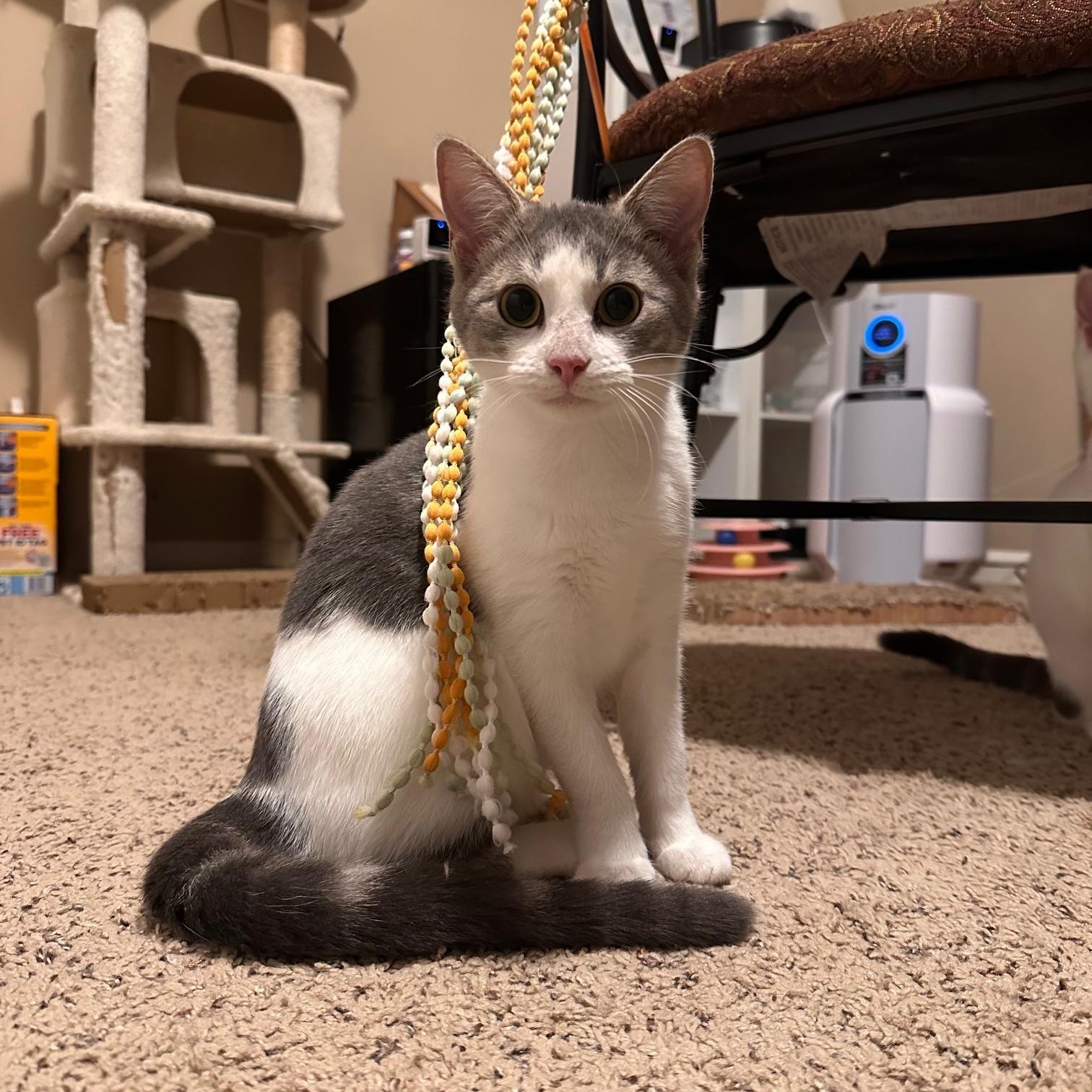 Kitty, a Adoptable Domestic Short Hair in Lexington, KY image 3/5