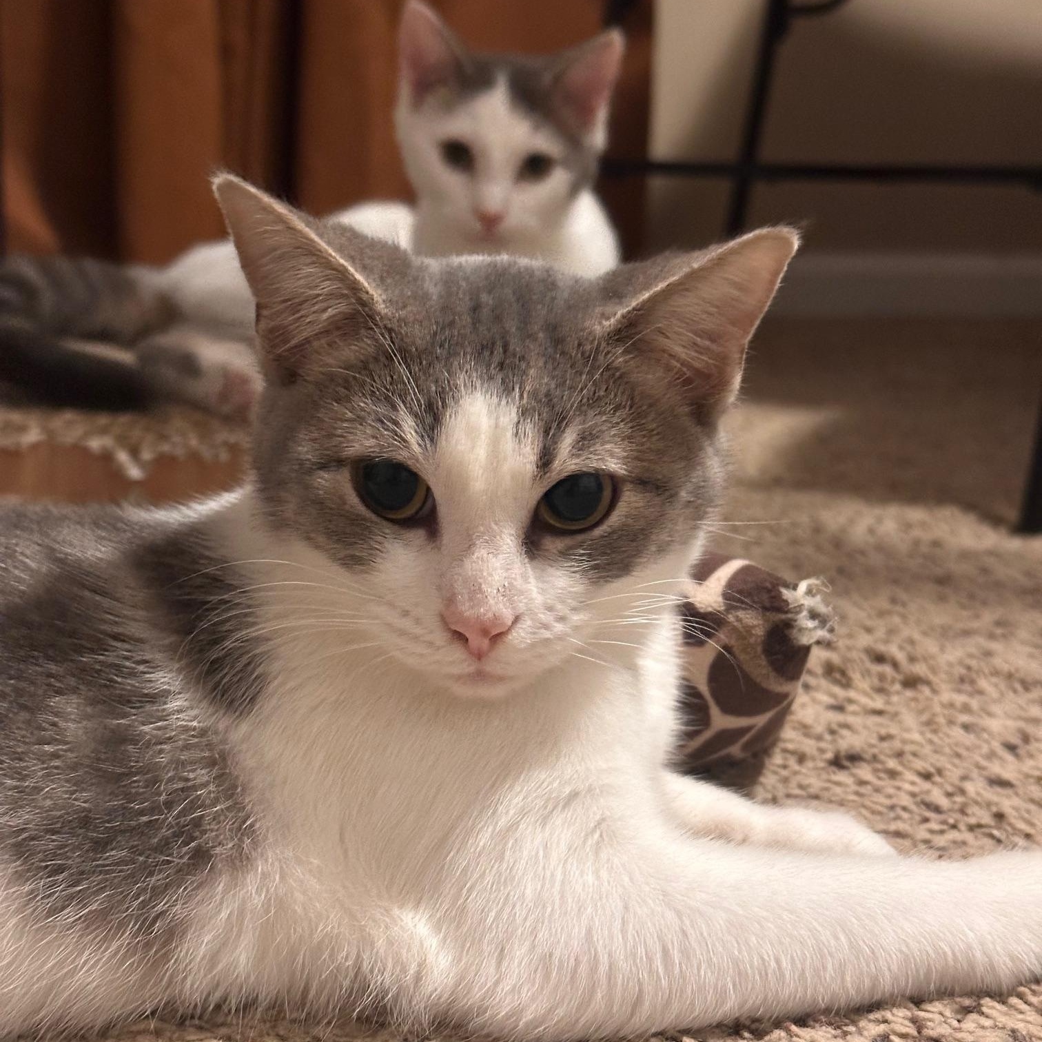 Kitty, a Adoptable Domestic Short Hair in Lexington, KY image 4/5