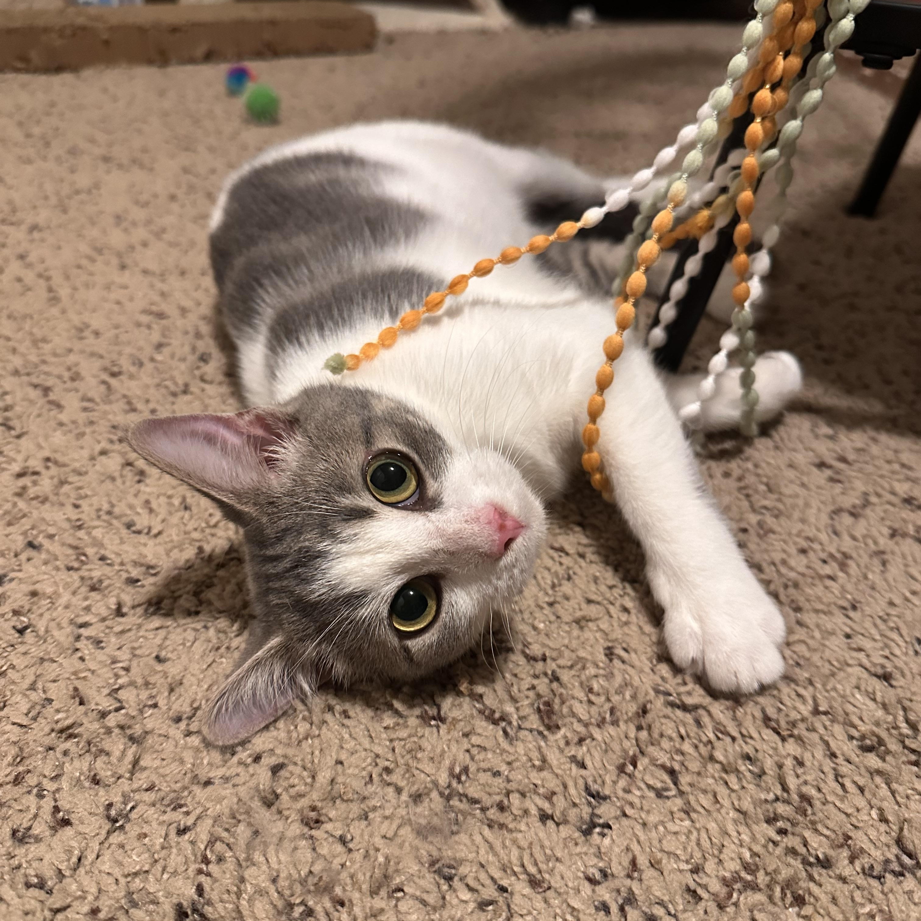 Kitty, a Adoptable Domestic Short Hair in Lexington, KY image 1/5