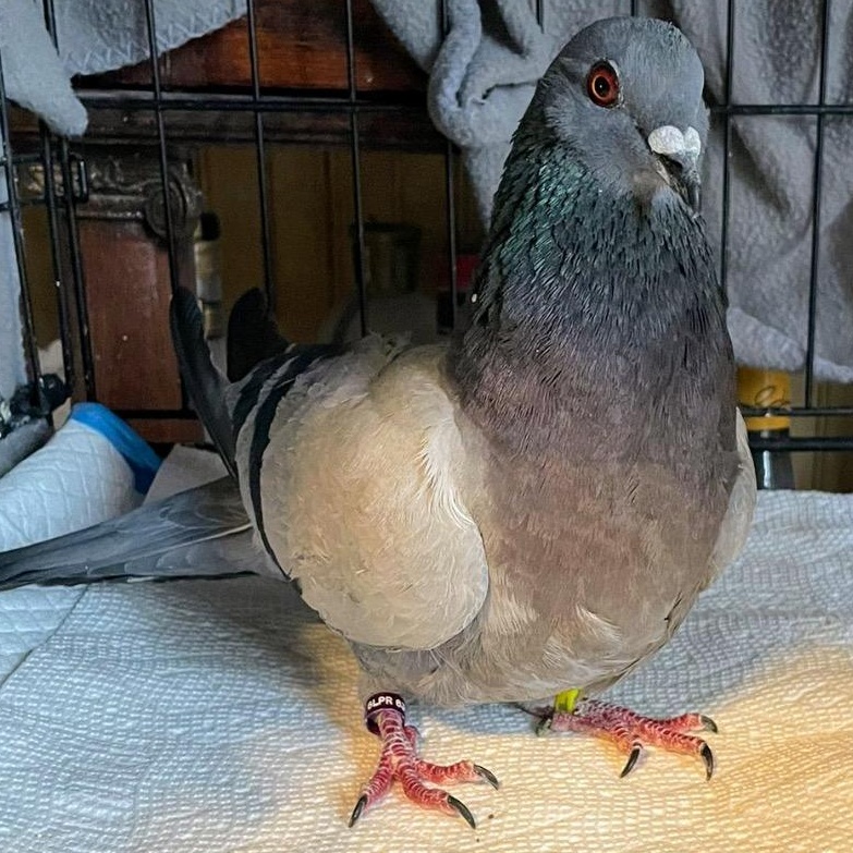 Ipswich, Adoptable, Adult Unknown Pigeon.