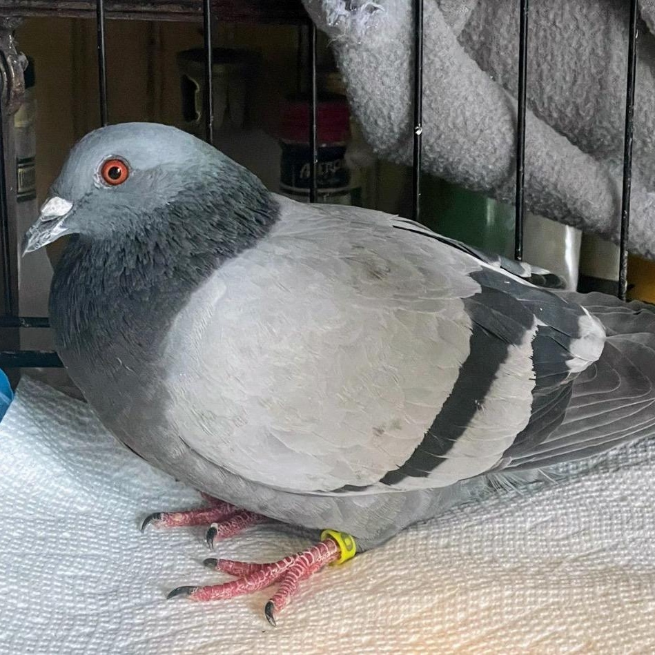 Enlarge Ipswich, a Adoptable Pigeon in Chicago, IL image 2/3