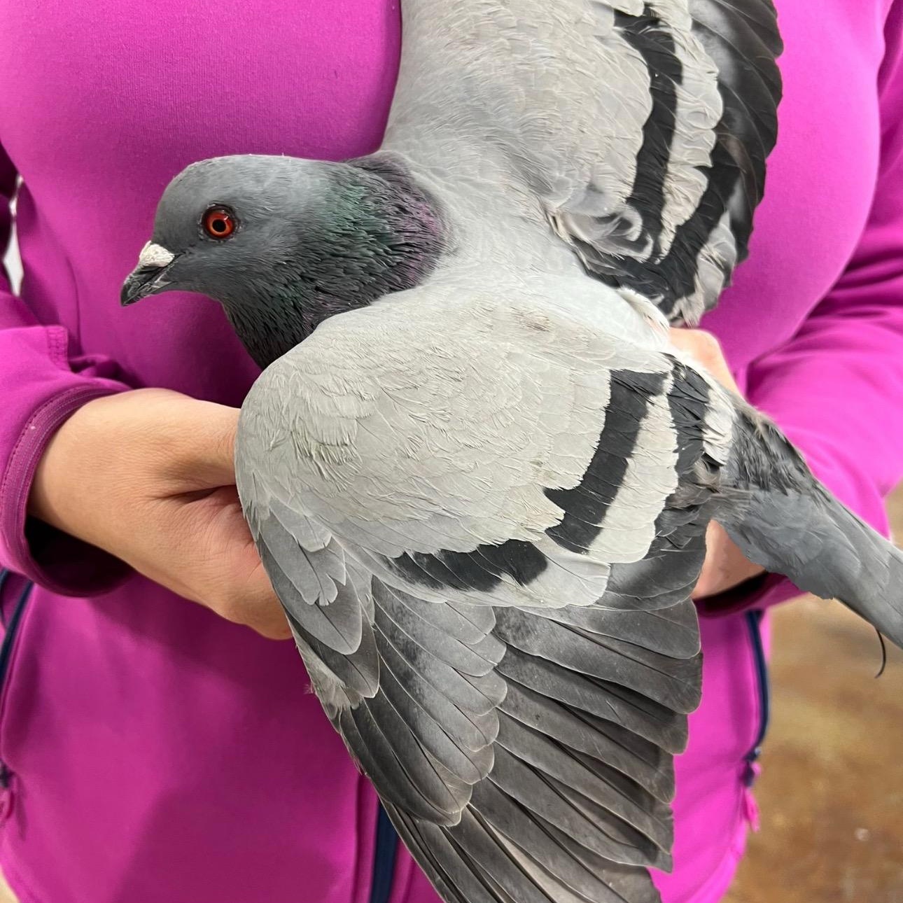 Enlarge Ipswich, a Adoptable Pigeon in Chicago, IL image 3/3