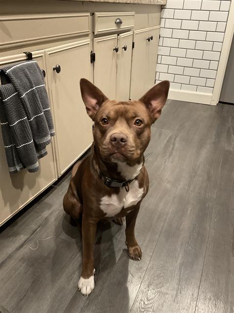 CARMELLO, Adoptable, Young Male American Staffordshire Terrier.