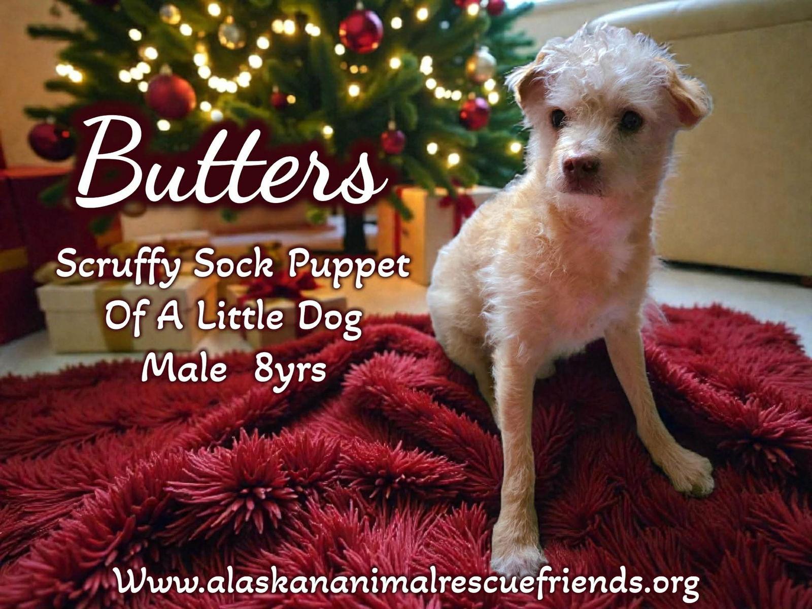 Enlarge Butters, a Adopted mixed breed in Anchorage, AK image 1/1
