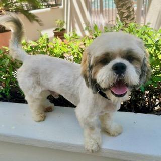 Enlarge FINNEAS, a ADOPTABLE Lhasa Apso in Santa Monica, CA image 2/3