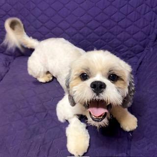 Enlarge FINNEAS, a ADOPTABLE Lhasa Apso in Santa Monica, CA image 3/3