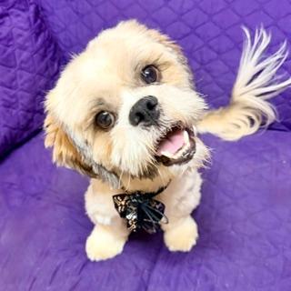 FINNEAS, ADOPTABLE, Young Male Lhasa Apso.