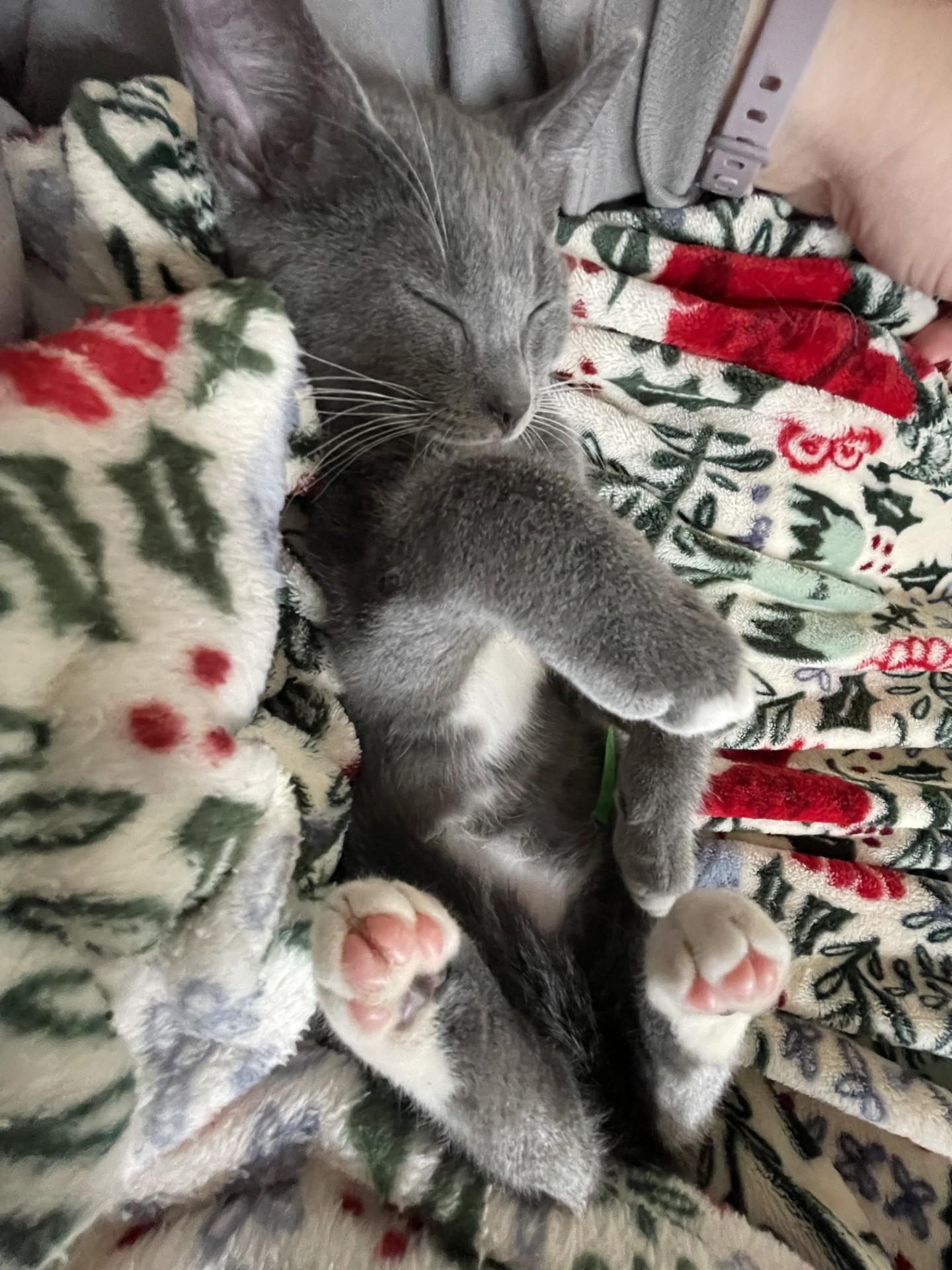 Grizz (with Sprout), a ADOPTABLE Domestic Short Hair in Silverton, OR image 4/6