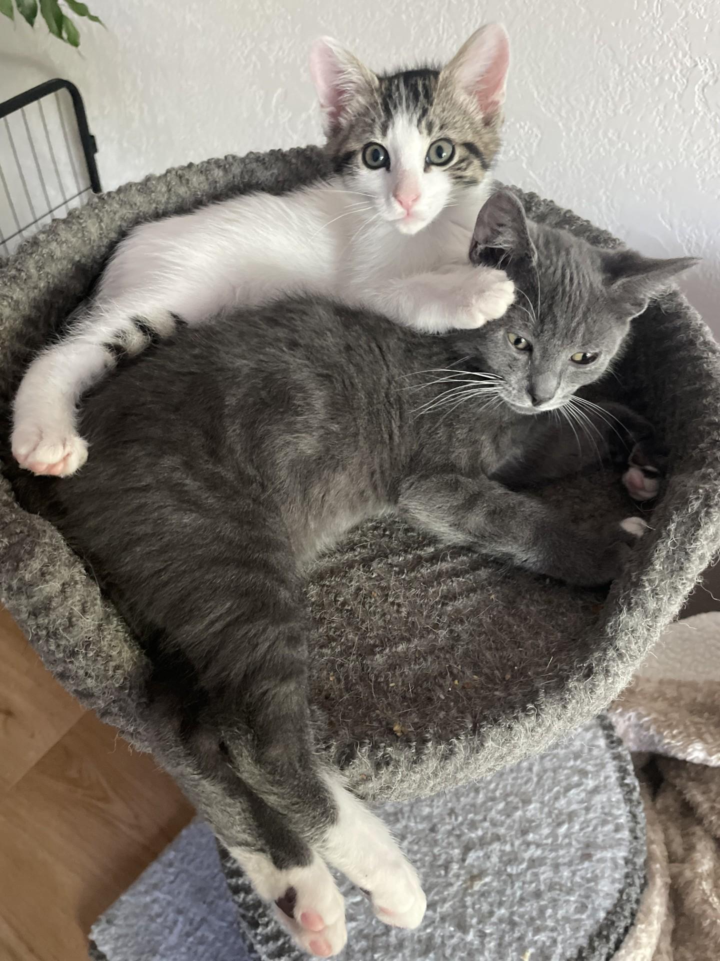 Grizz (with Sprout), a ADOPTABLE Domestic Short Hair in Silverton, OR image 6/6