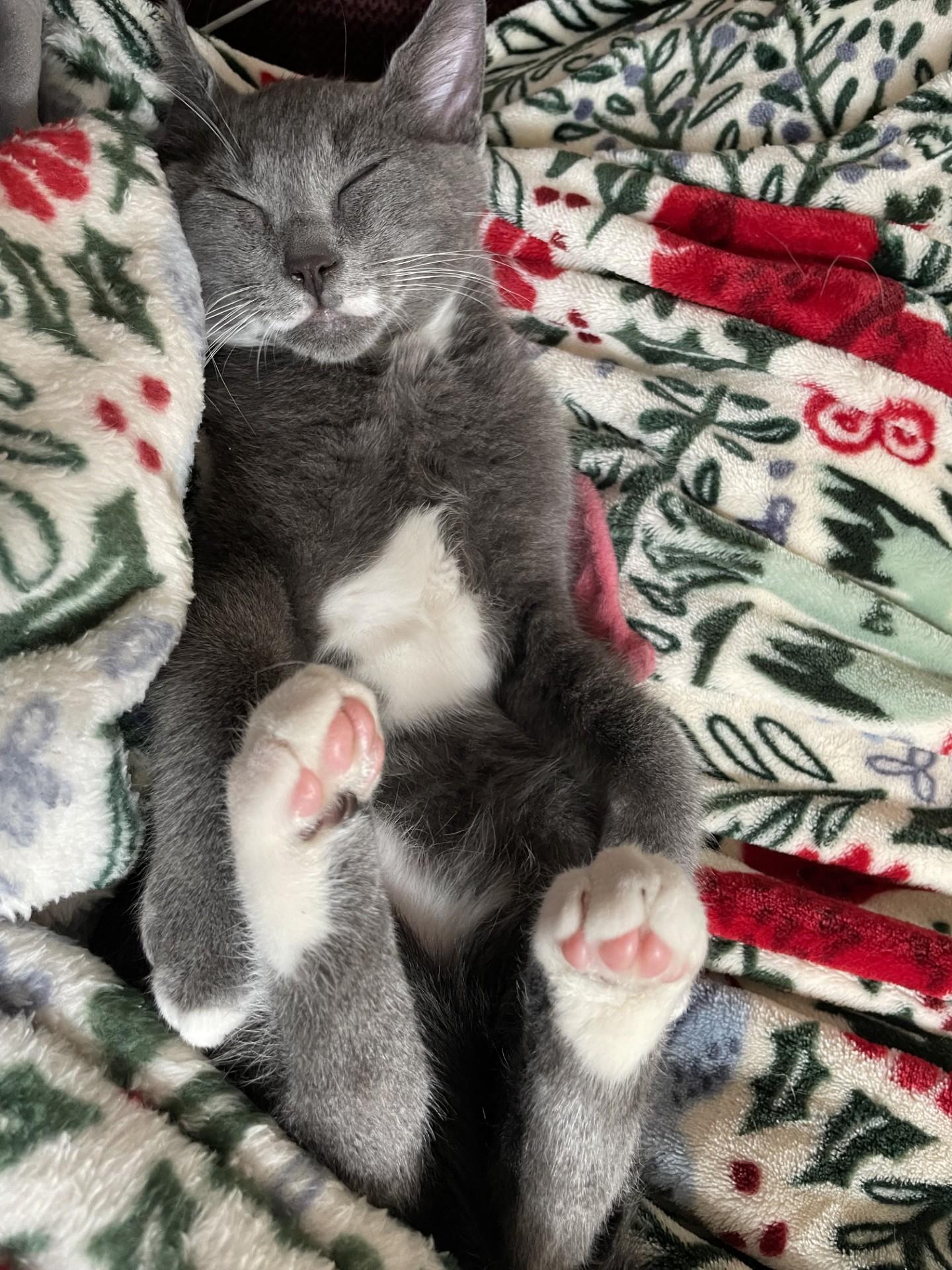 Grizz (with Sprout), a ADOPTABLE Domestic Short Hair in Silverton, OR image 5/6