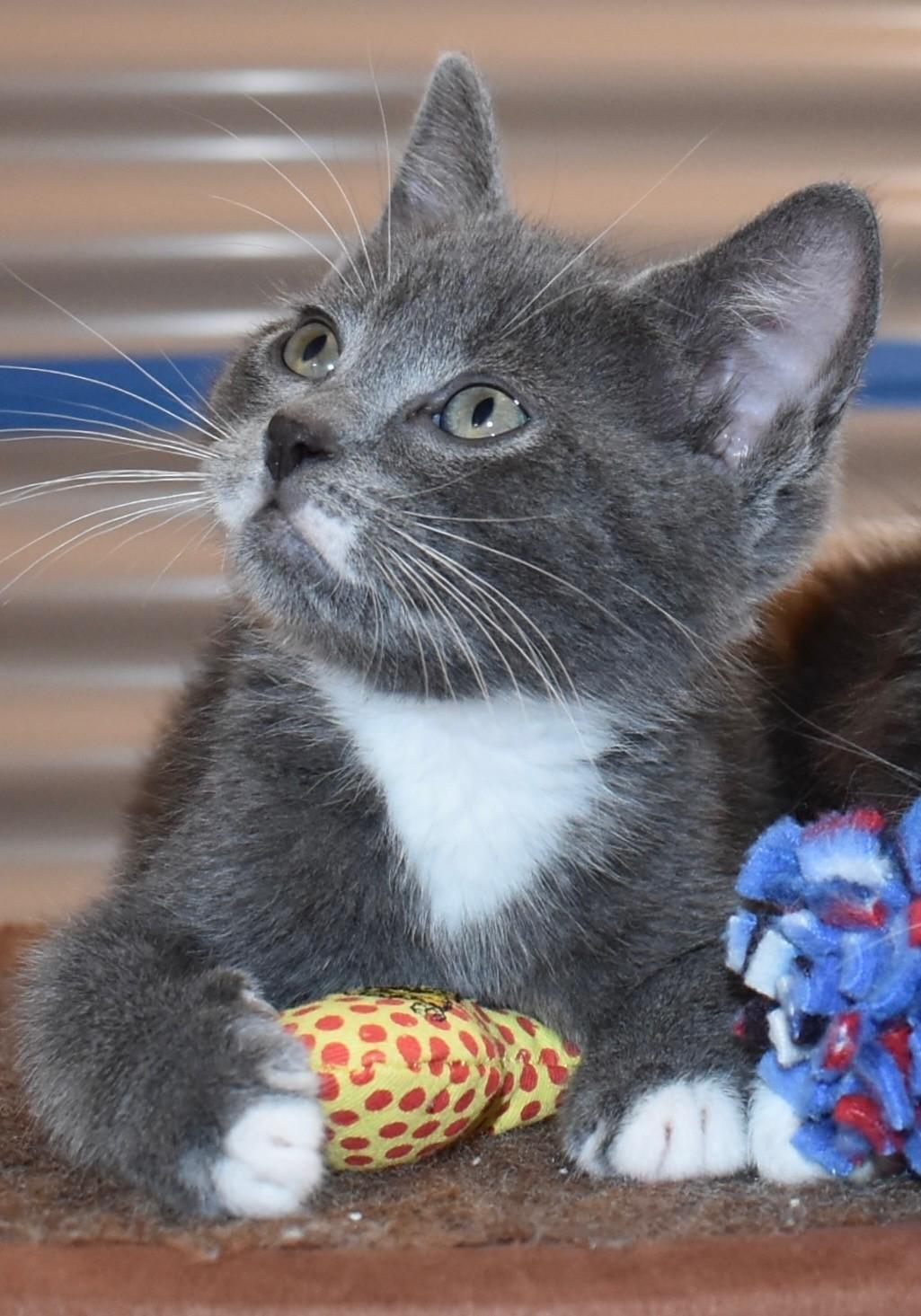 Grizz (with Sprout), ADOPTABLE, Kitten Male Domestic Short Hair.