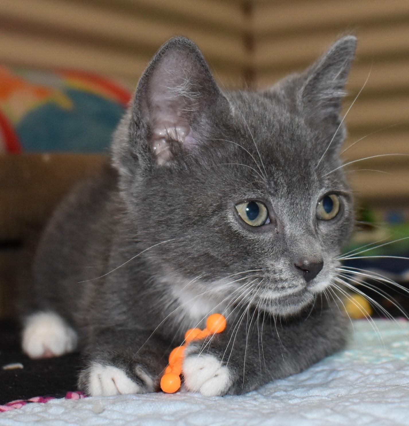 Grizz (with Sprout), a ADOPTABLE Domestic Short Hair in Silverton, OR image 2/6