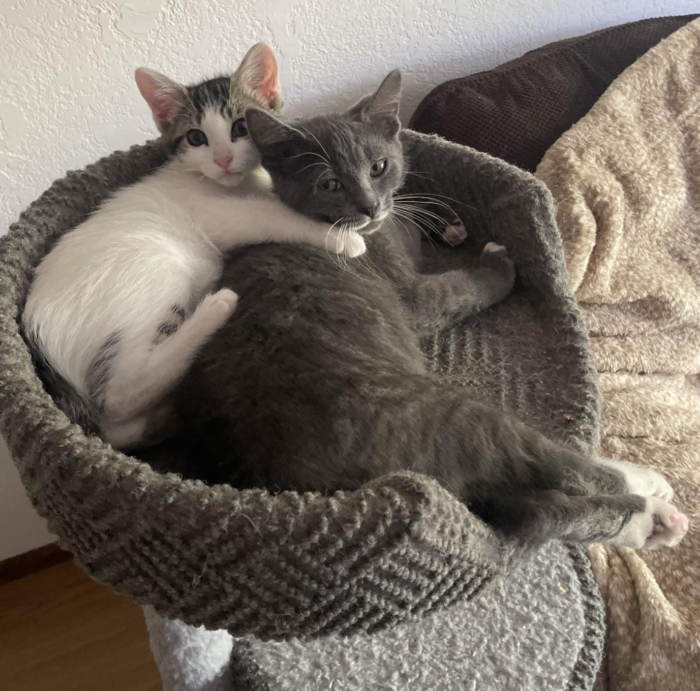 Grizz (with Sprout), a ADOPTABLE Domestic Short Hair in Silverton, OR image 3/6