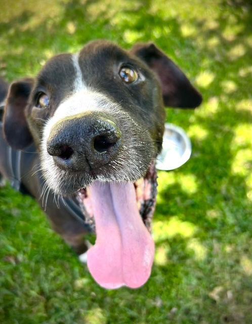 Toby, Adoptable, Senior Male Pointer & Labrador Retriever.
