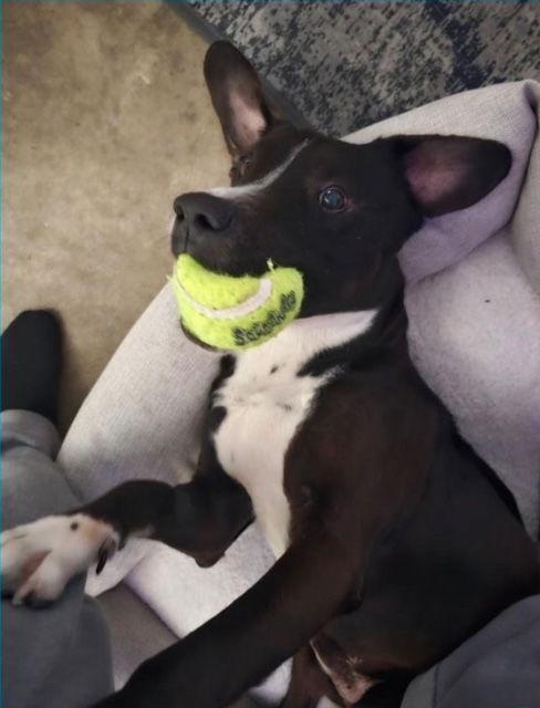 Toby, a Adoptable mixed breed in San Juan Capistrano, CA image 2/3