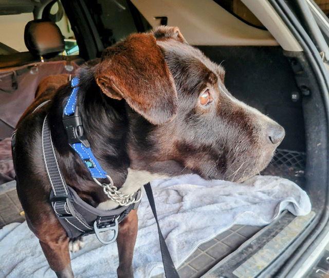 Toby, a Adoptable mixed breed in San Juan Capistrano, CA image 3/3