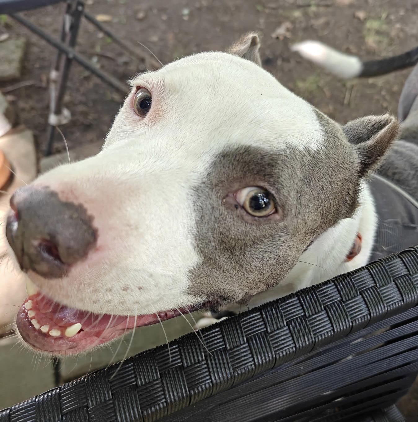 Mariposa, Adoptable, Adult Female Pit Bull Terrier.