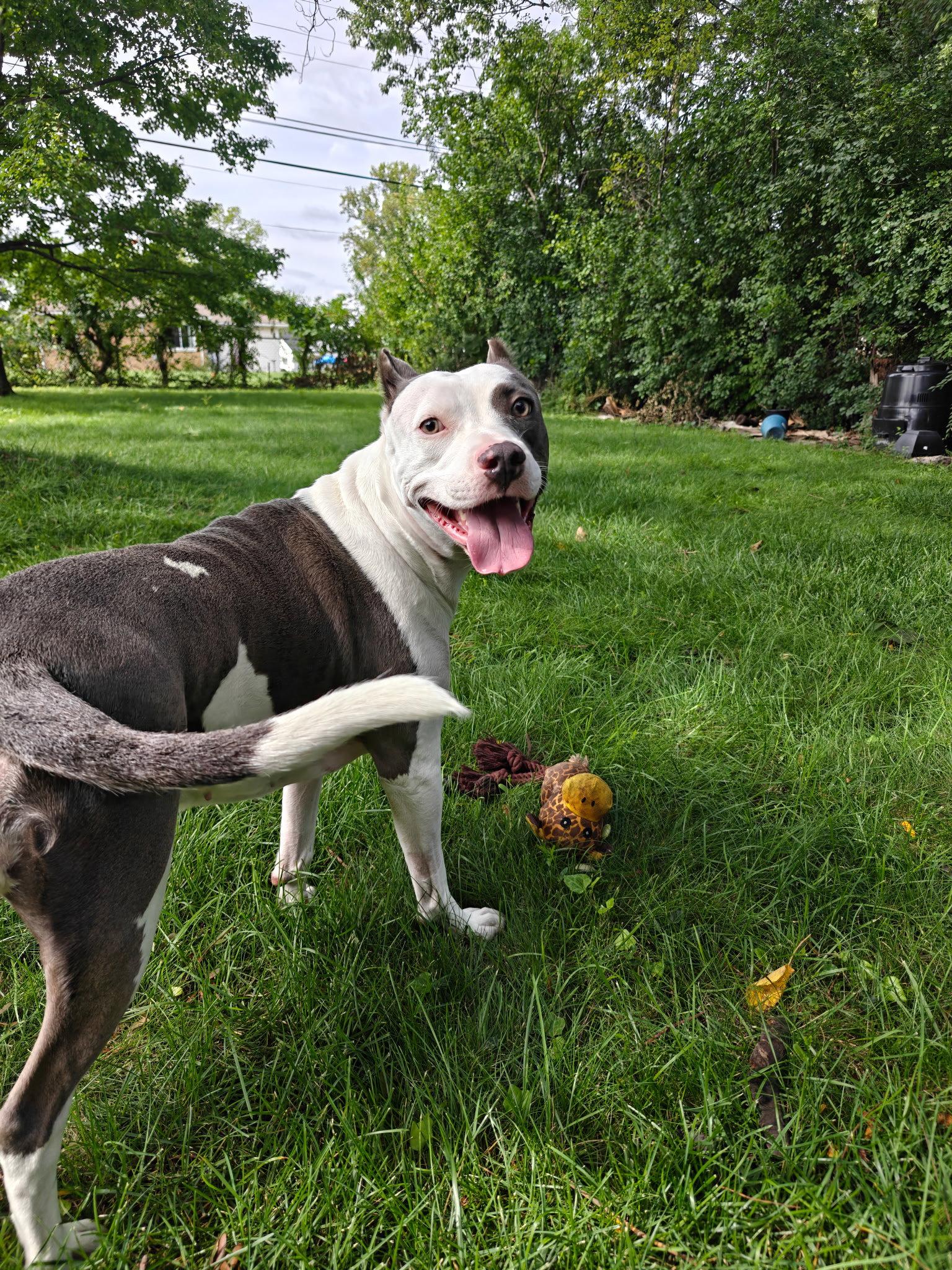 Enlarge Mariposa, a Adoptable Pit Bull Terrier in Germantown, OH image 2/3