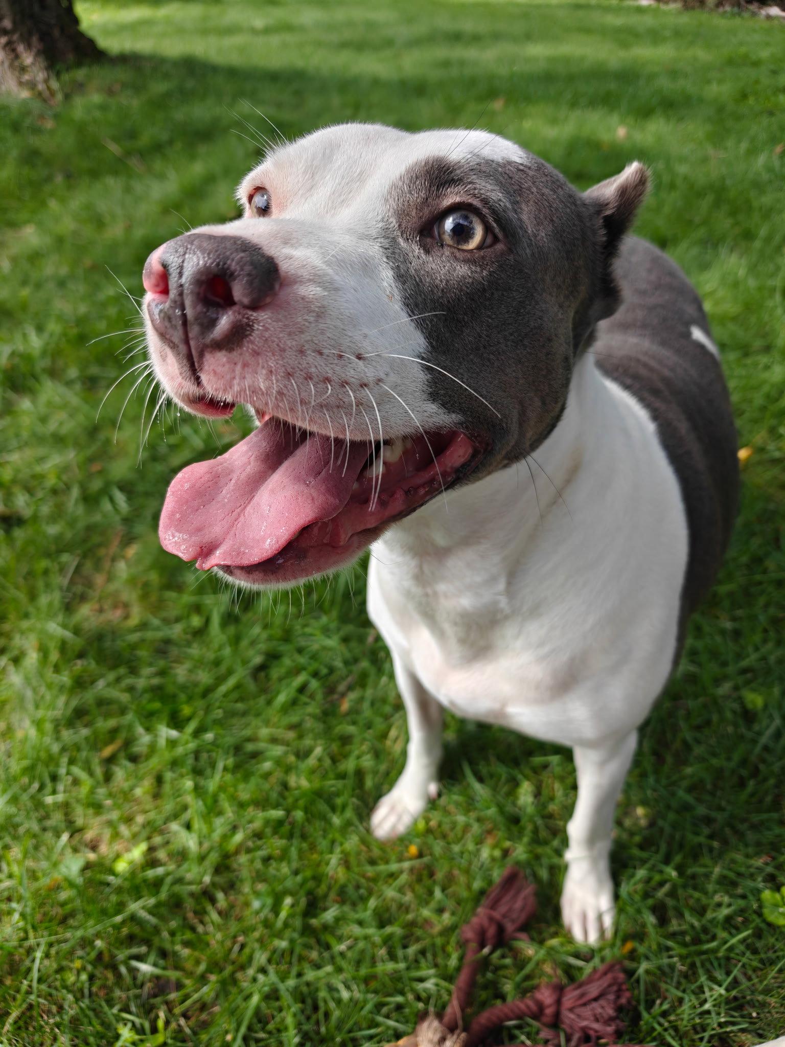 Enlarge Mariposa, a Adoptable Pit Bull Terrier in Germantown, OH image 3/3