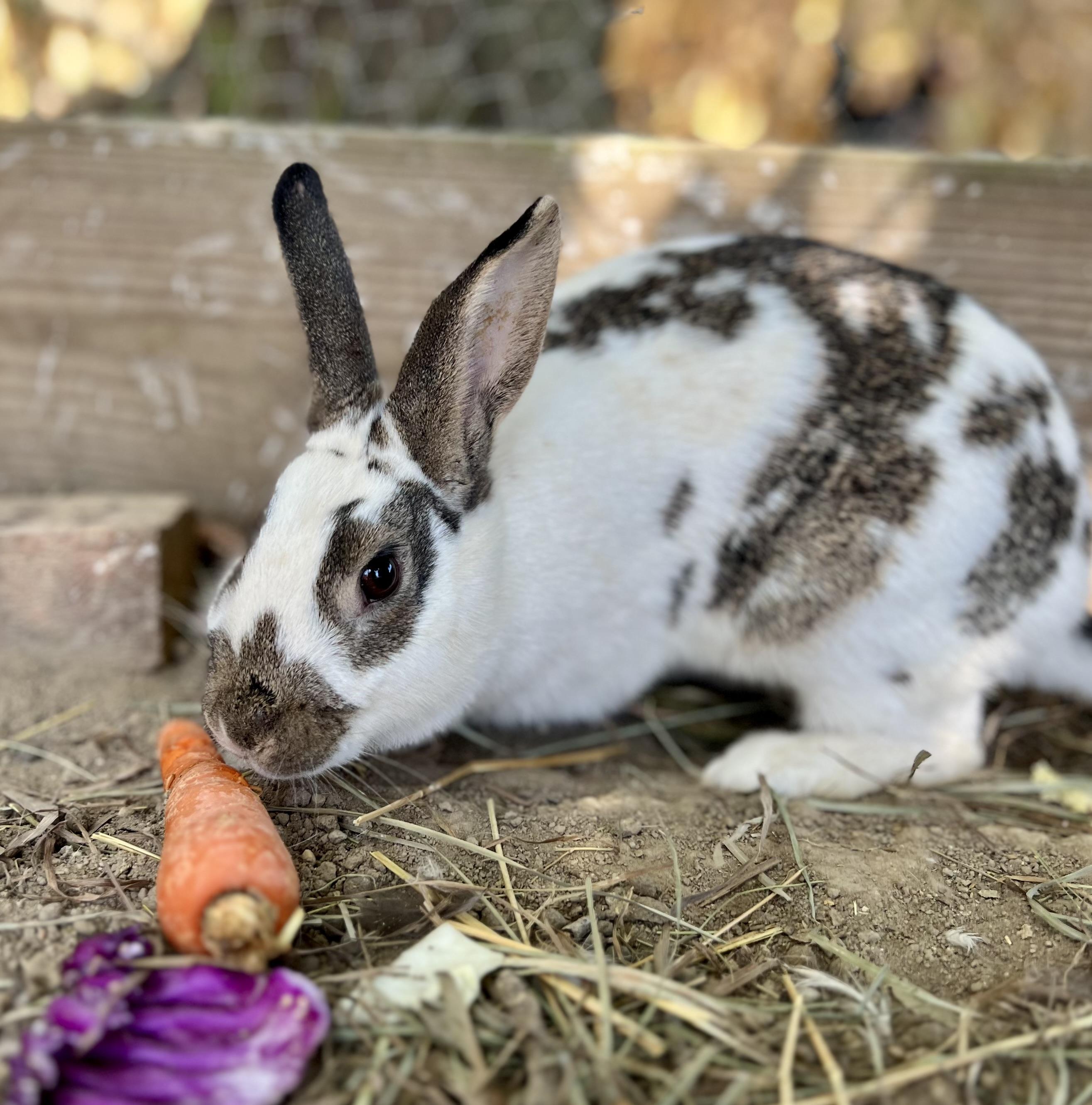 Enlarge freckles, a Adoptable mixed breed in Matthews, IN image 1/5