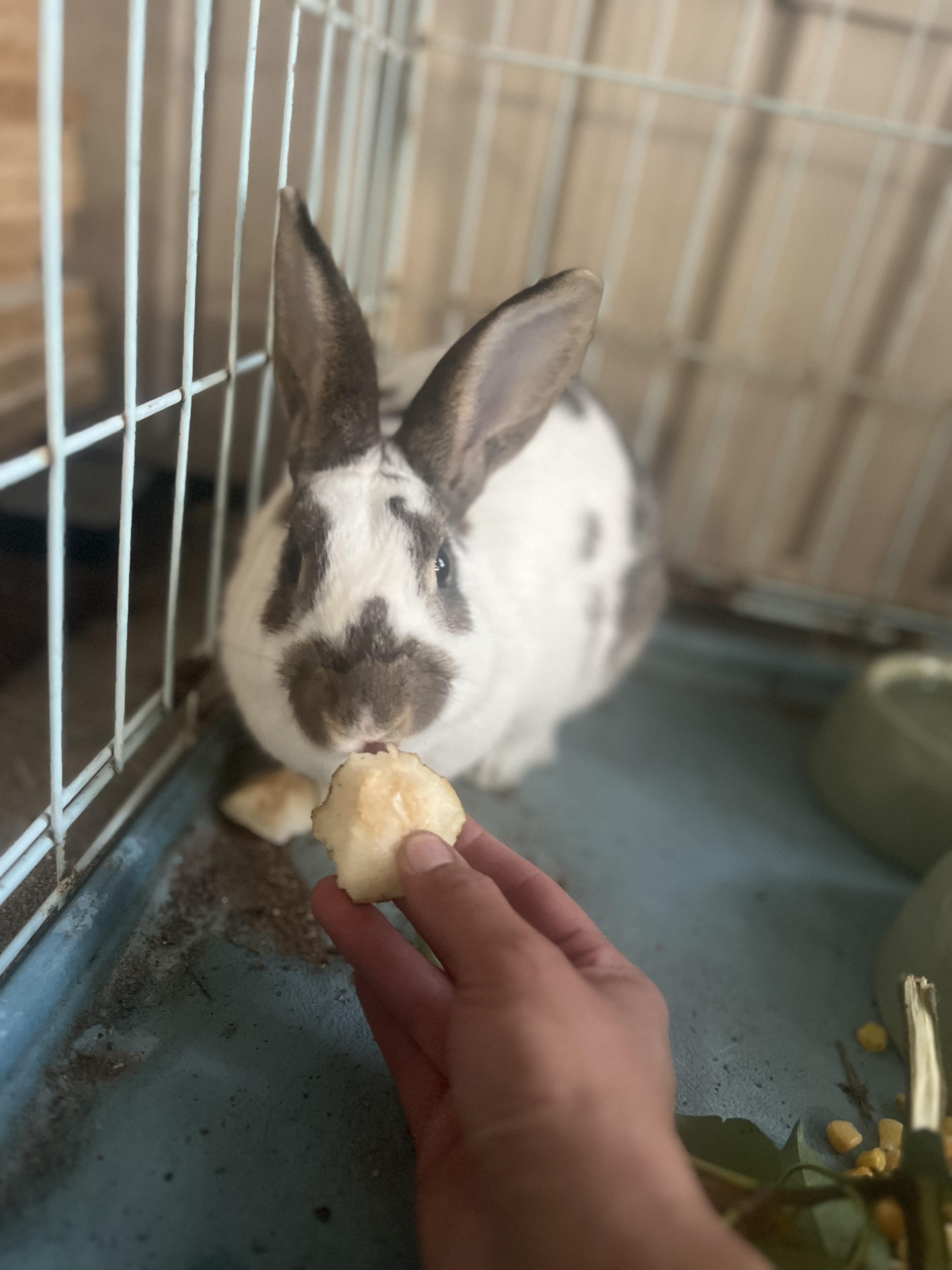 Enlarge freckles, a Adoptable mixed breed in Matthews, IN image 2/5